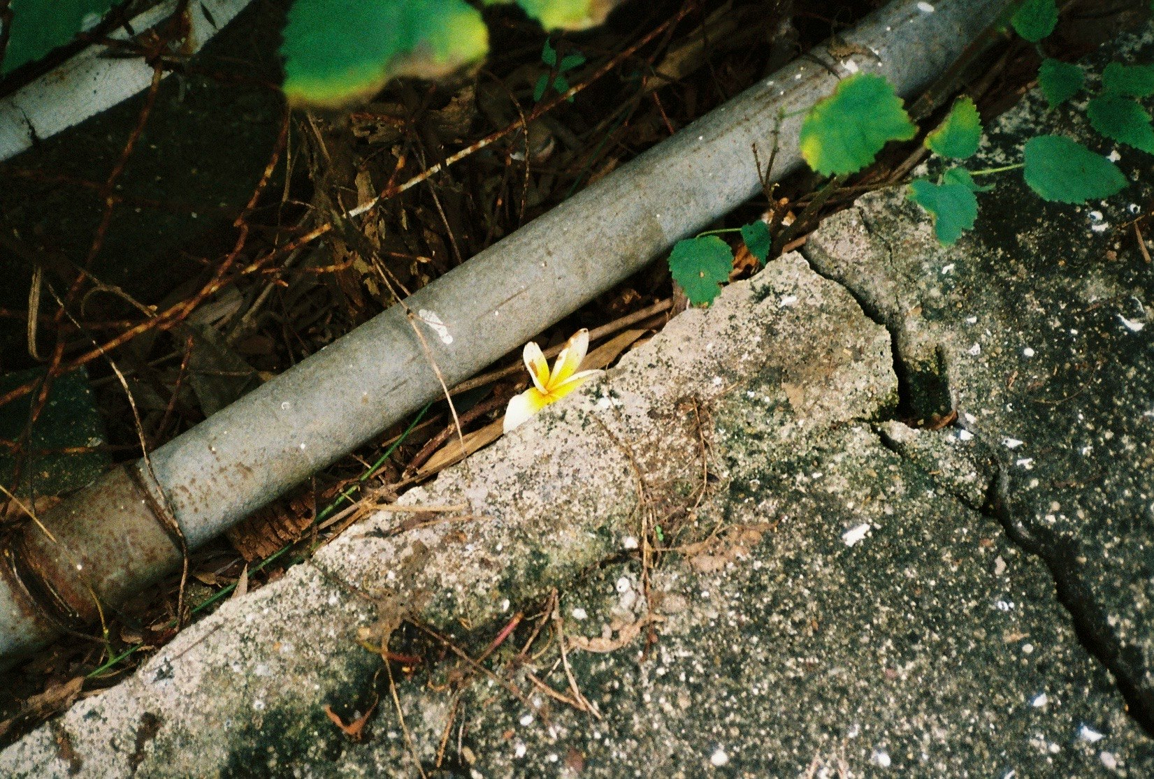 kleine gelbe Blume auf einem Stein mit umgestürztem Ast