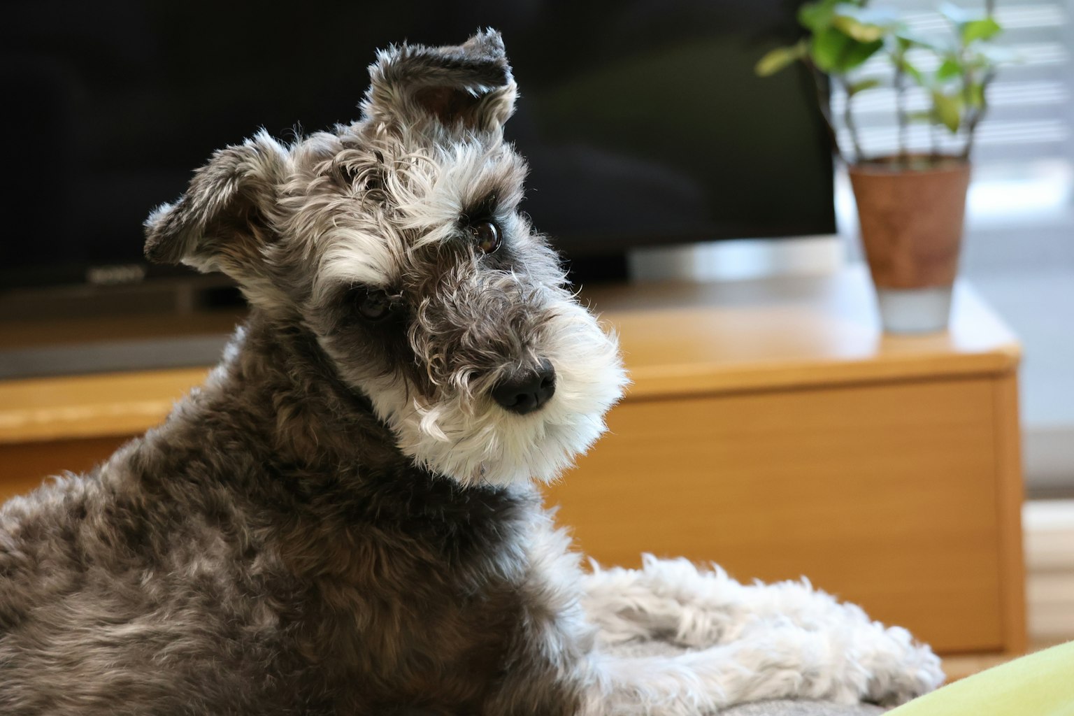 Schnauzer abu-abu bersantai di dalam ruangan dengan tanaman di latar belakang