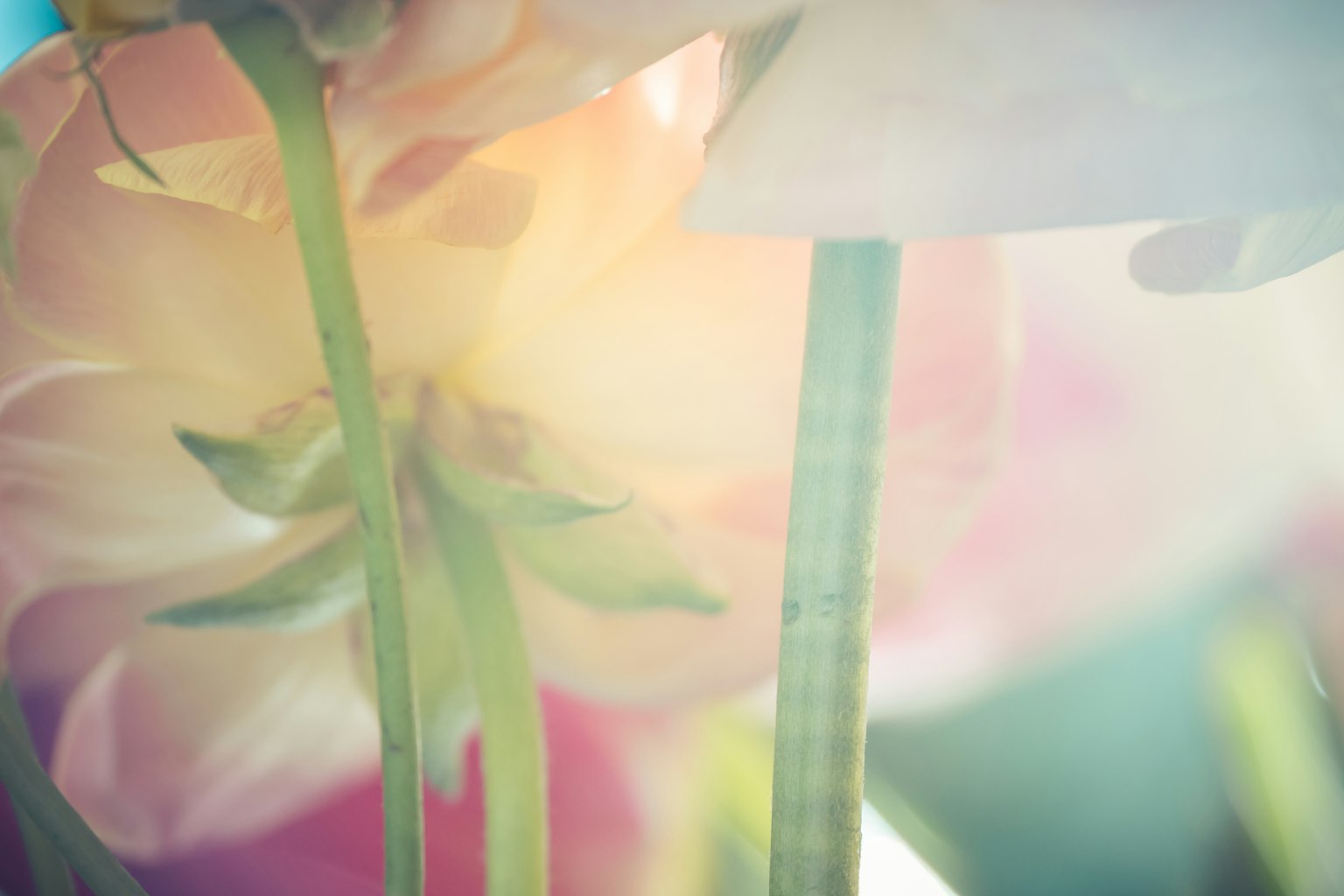 Nahaufnahme von sanften Farben Blumen mit blassen rosa und cremefarbenen Blütenblättern und sichtbaren grünen Stängeln