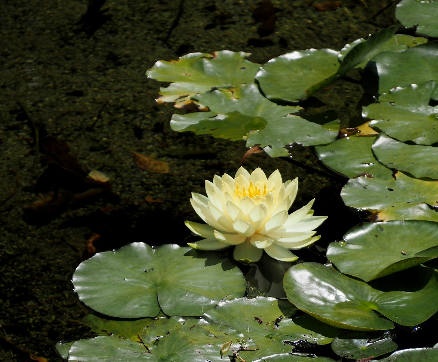 Lirio de agua blanco flotando en la superficie con hojas verdes