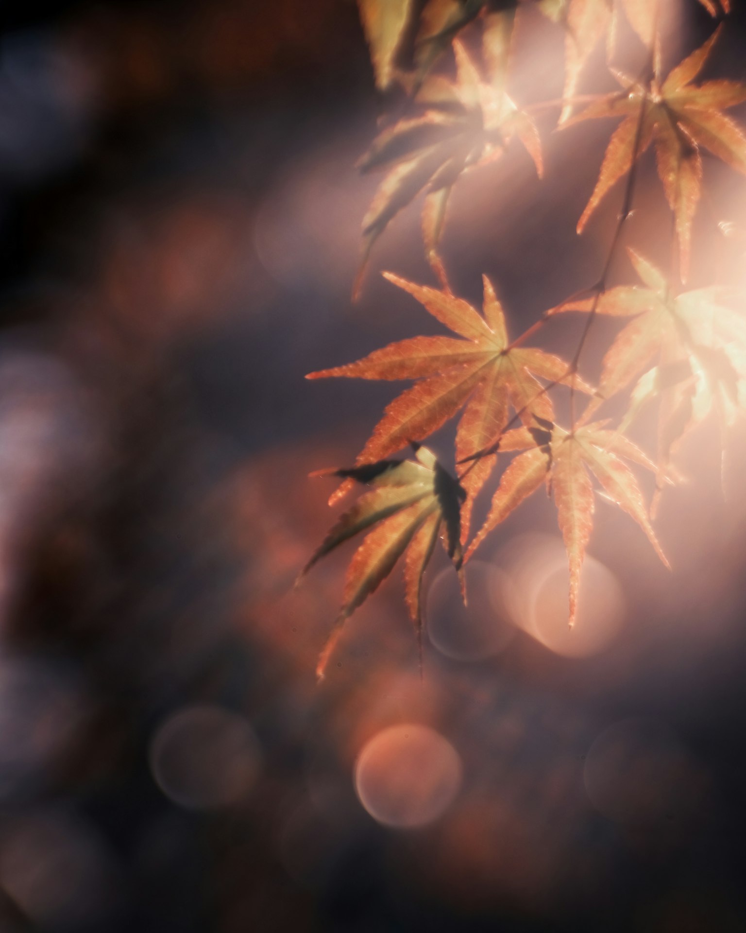 Scène magnifique de feuilles d'érable d'automne baignées de lumière douce