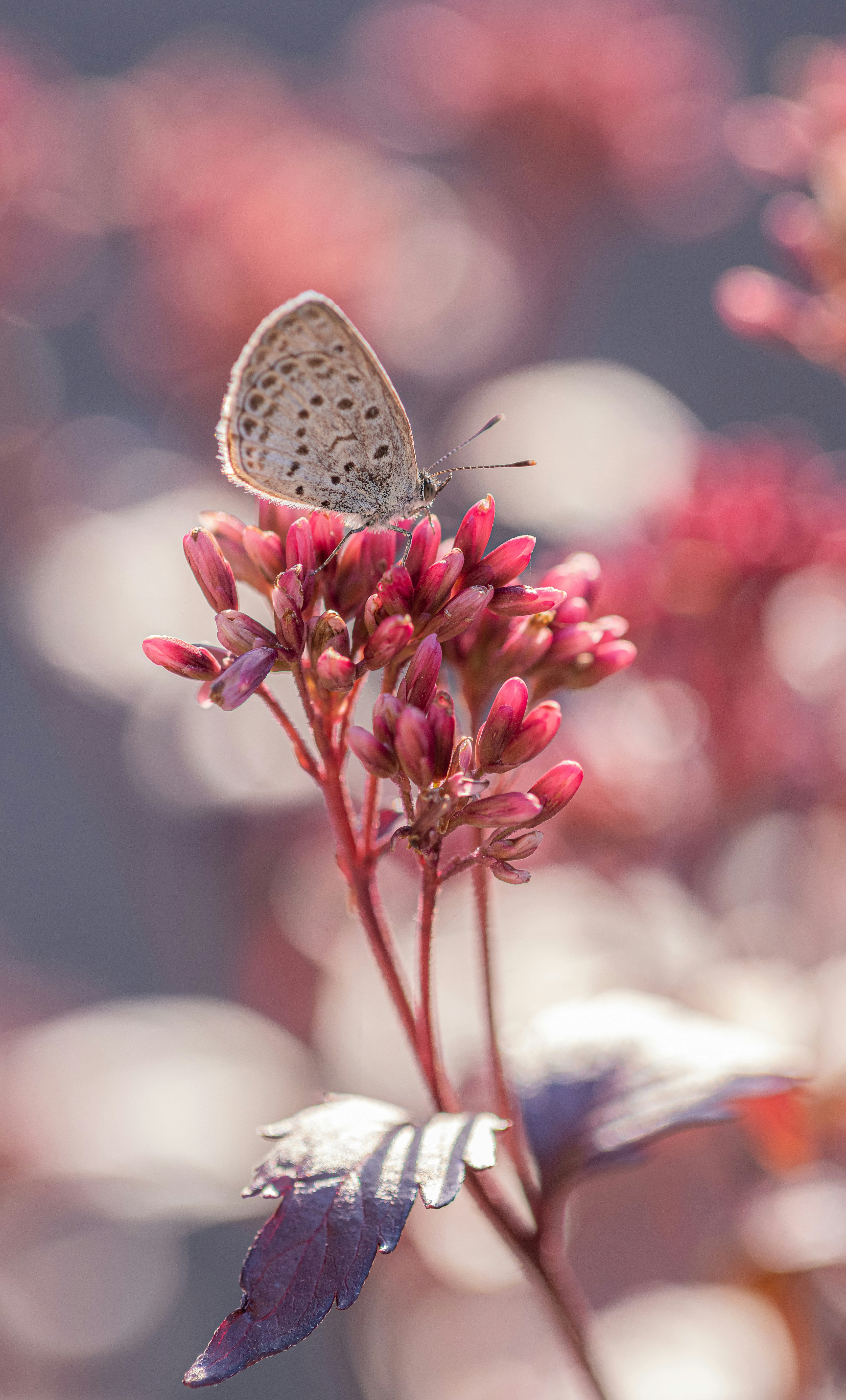 花の上にとまる蝶のマクロ写真 薄いピンクの花とぼんやりした背景