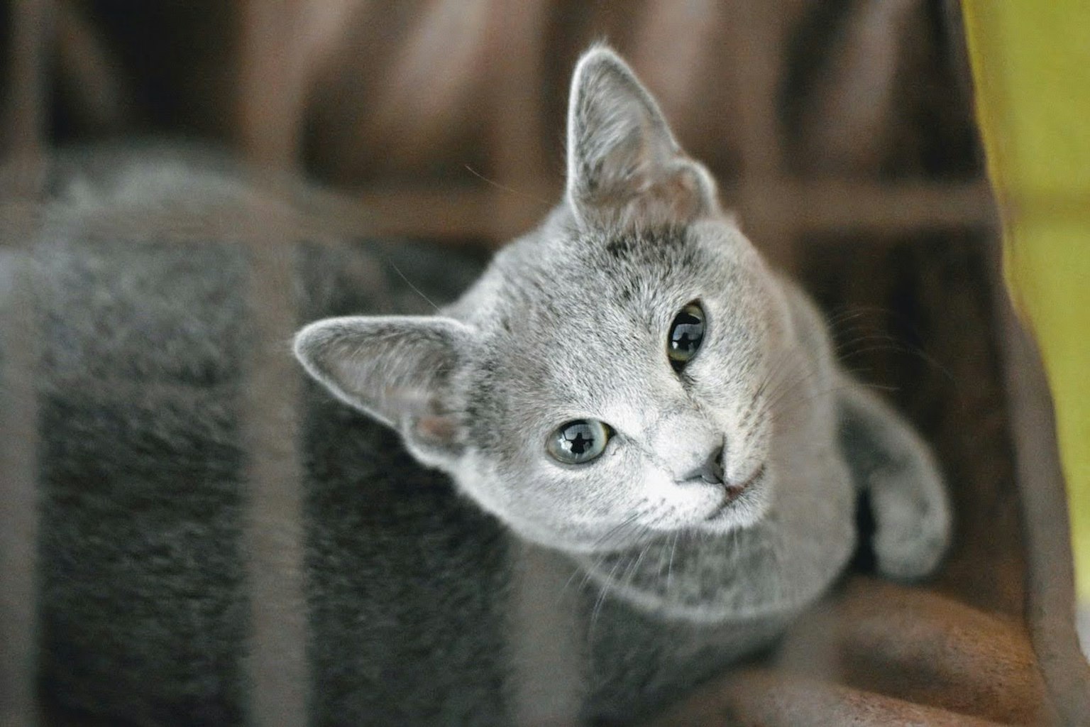 Chat gris regardant l'appareil photo