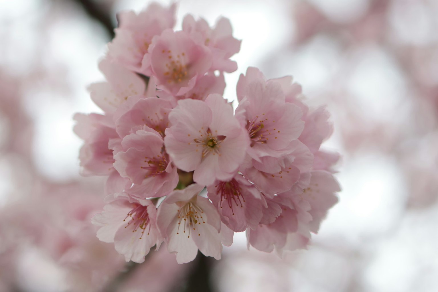 Gros plan sur des fleurs de cerisier en pleine floraison