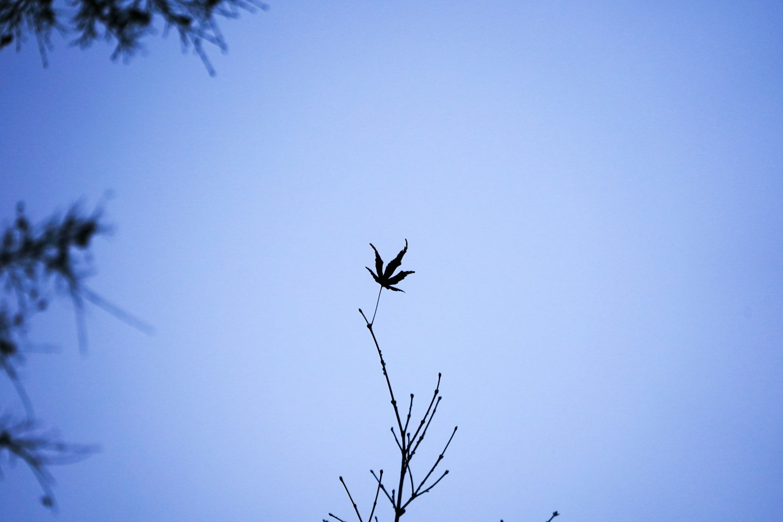 Feuille au bout d'une branche contre un ciel bleu