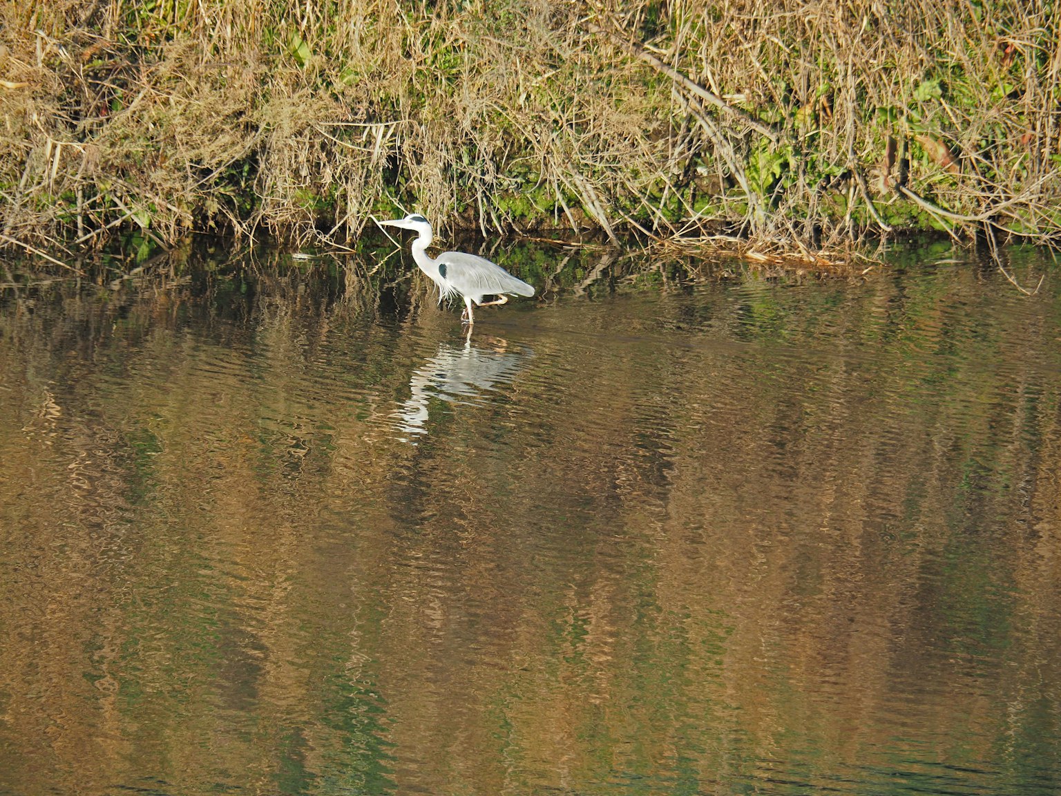Heron standing by the water with its reflection