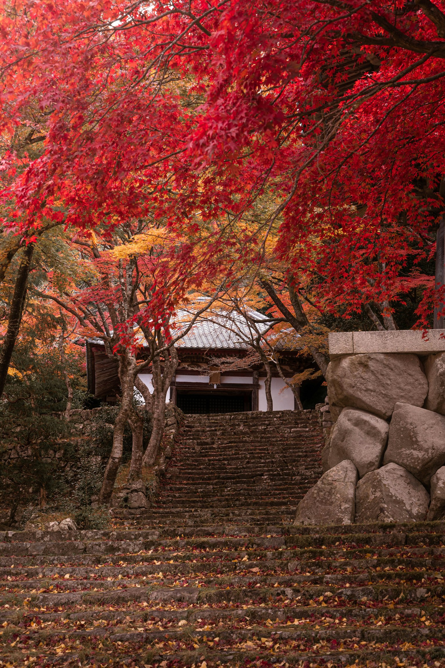Steinige Treppen, die zu einem Tempel führen, umgeben von lebhaften roten Herbstblättern