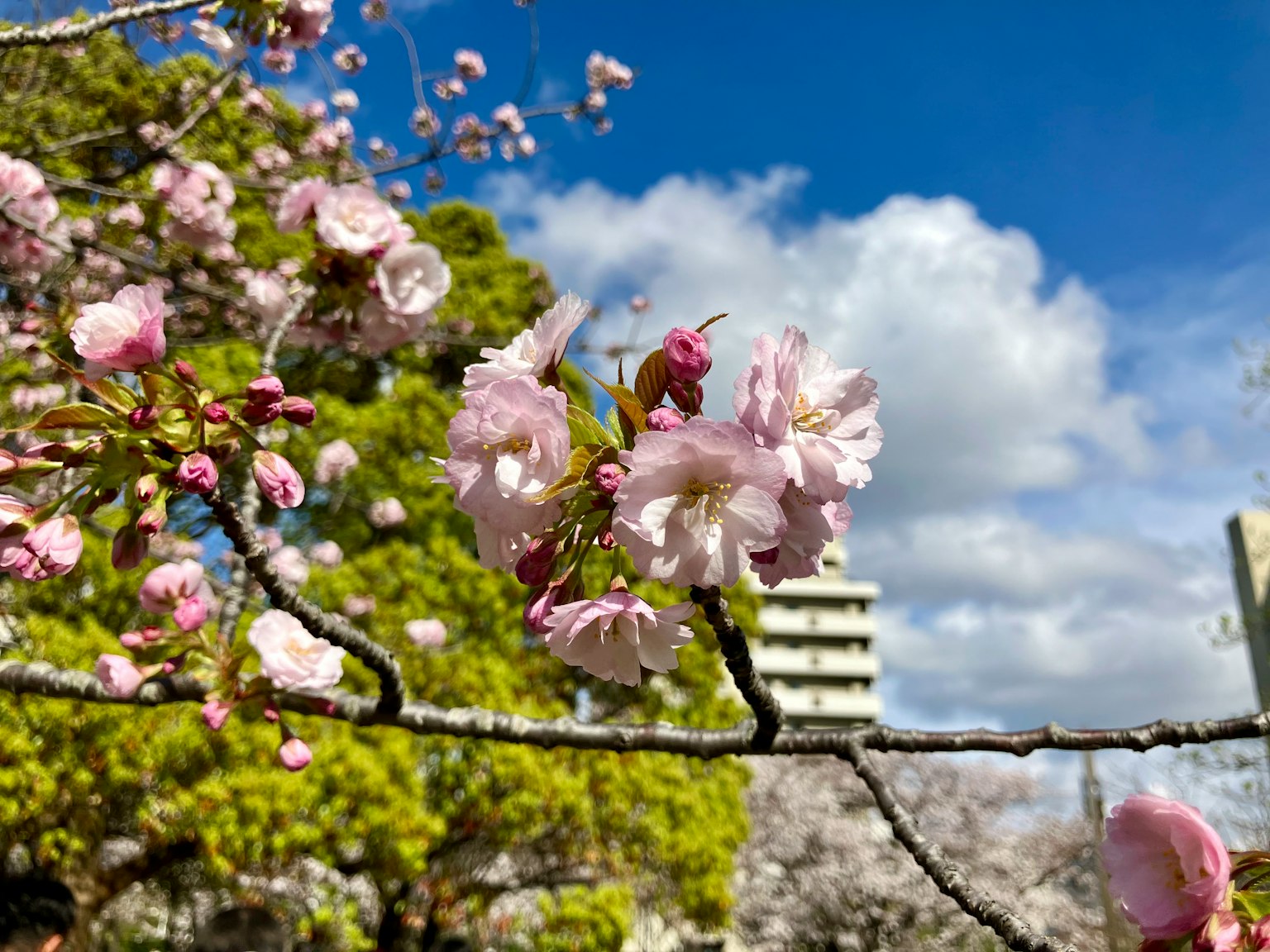 Kirschblütenzweig mit rosa Blüten vor blauem Himmel