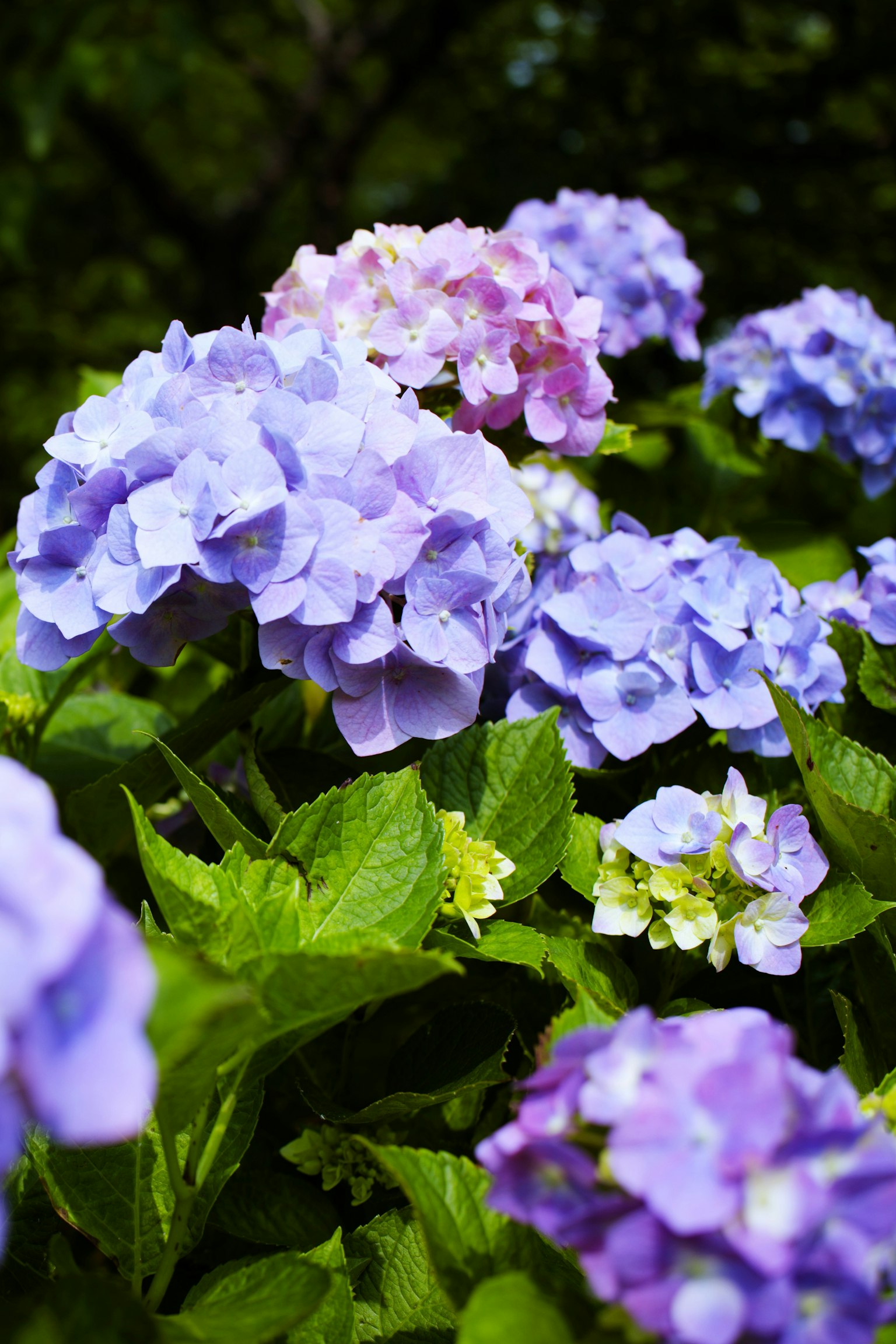 Schöne Hortensienblüten, die mit grünen Blättern im Hintergrund blühen