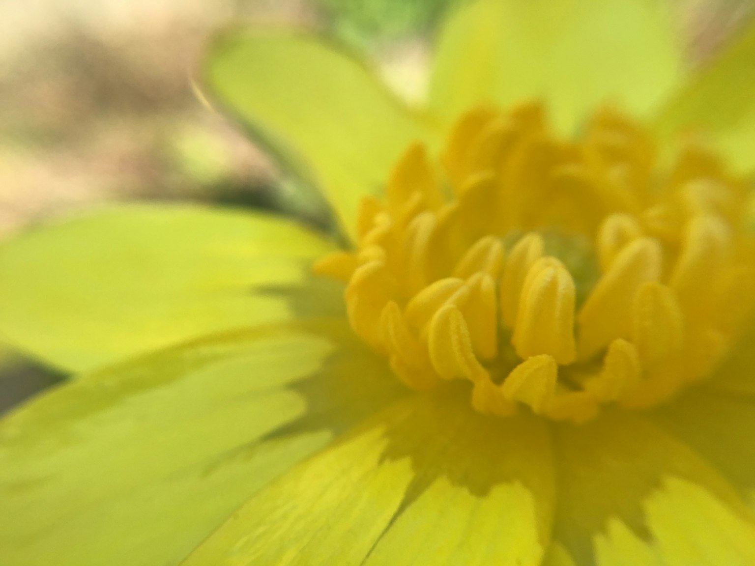 Close-up of a bright yellow flower with layered petals and a soft texture