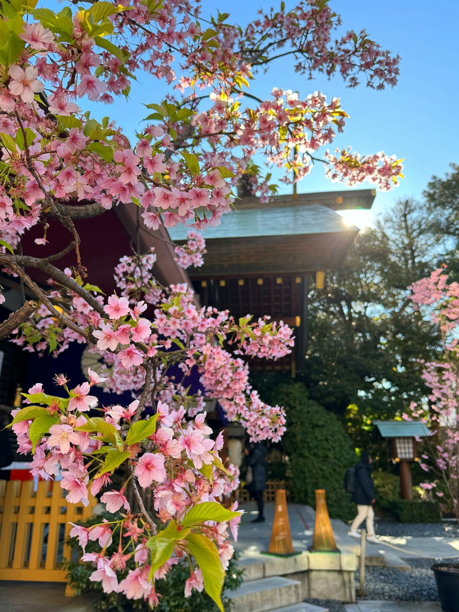 Cherry blossoms in bloom at a shrine with a beautiful building and blue sky in the background