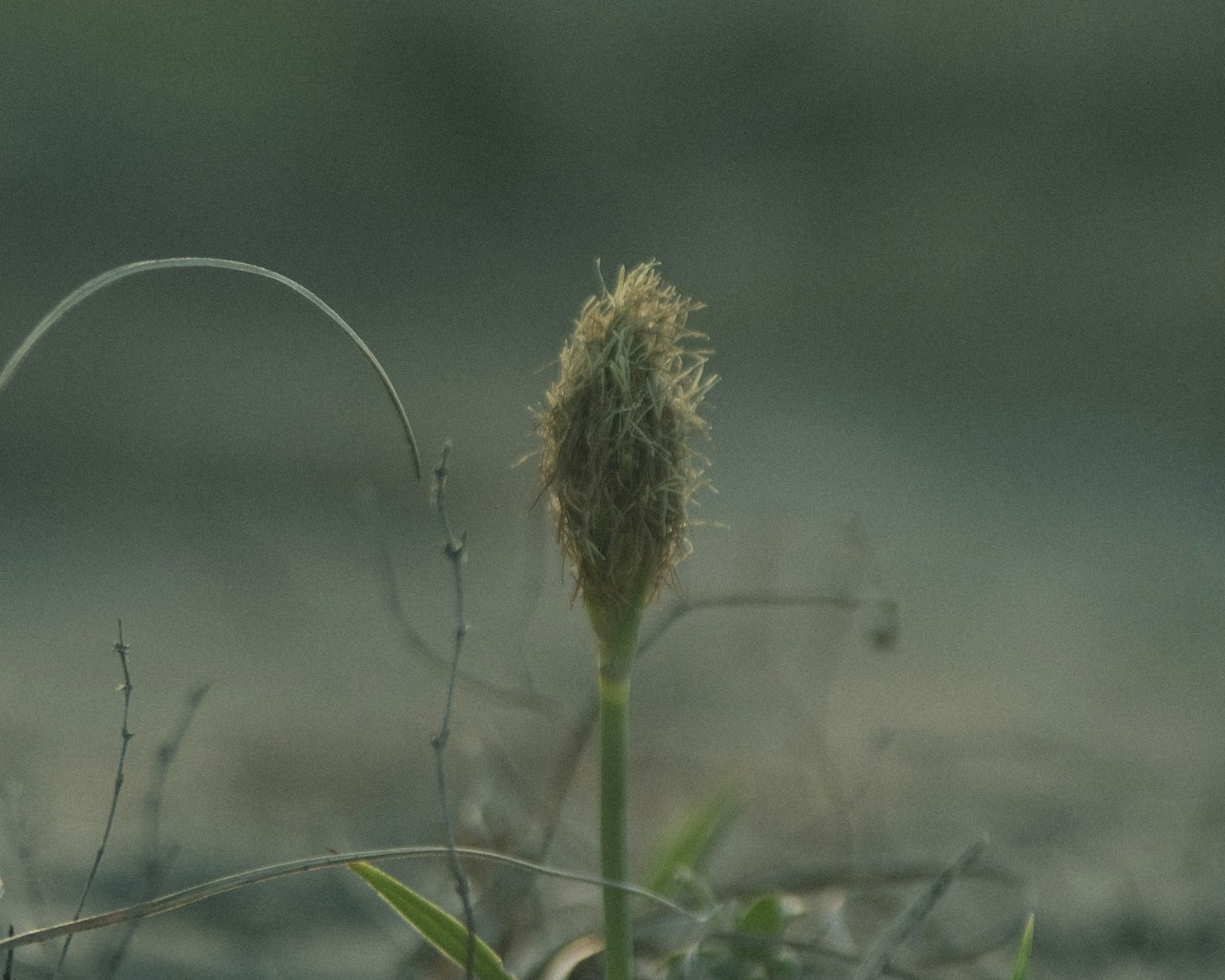 Image of a grass spike standing with a blurred background