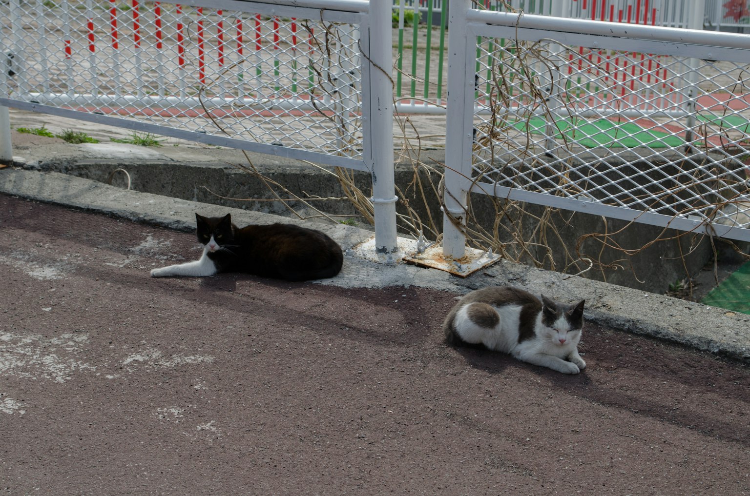 Deux chats se prélassent près d'une clôture