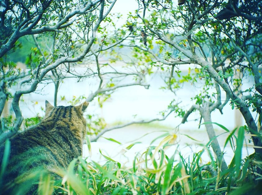 木々の枝と草むらの中にいる猫