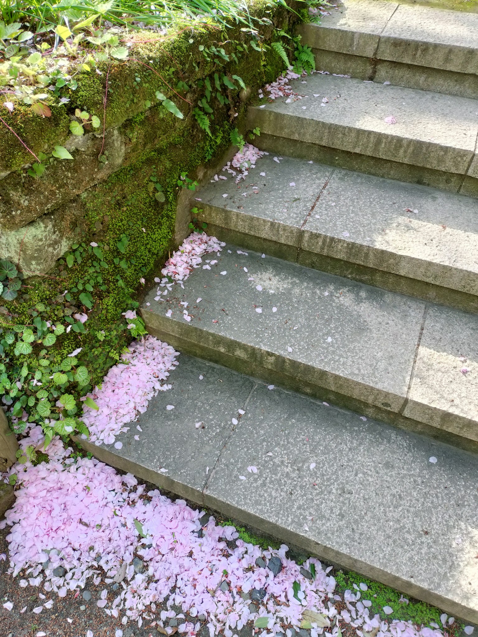 石階上散落的櫻花瓣
