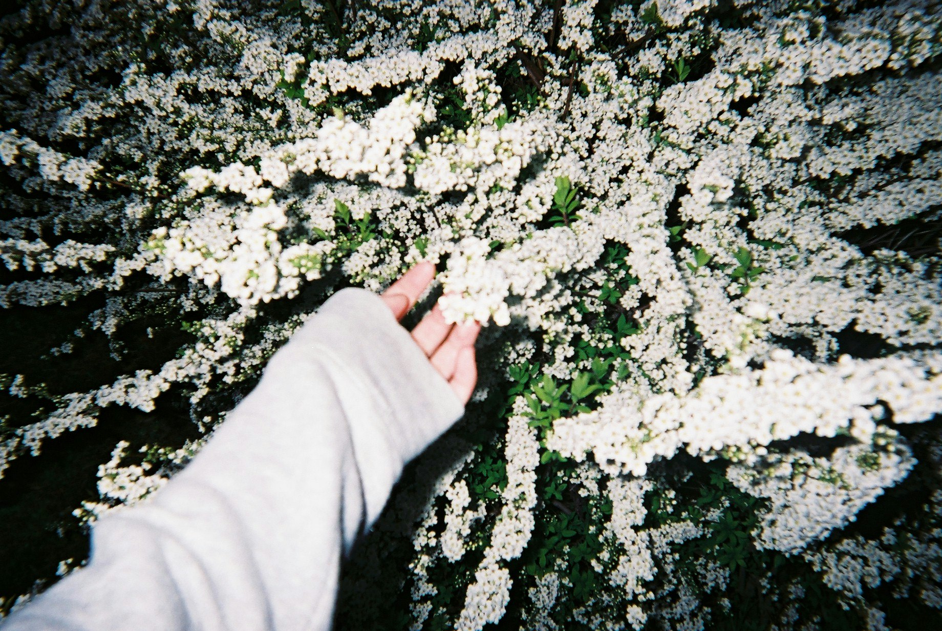 手袋をした手が咲き誇る白い花の枝に触れる草花のクローズアップ