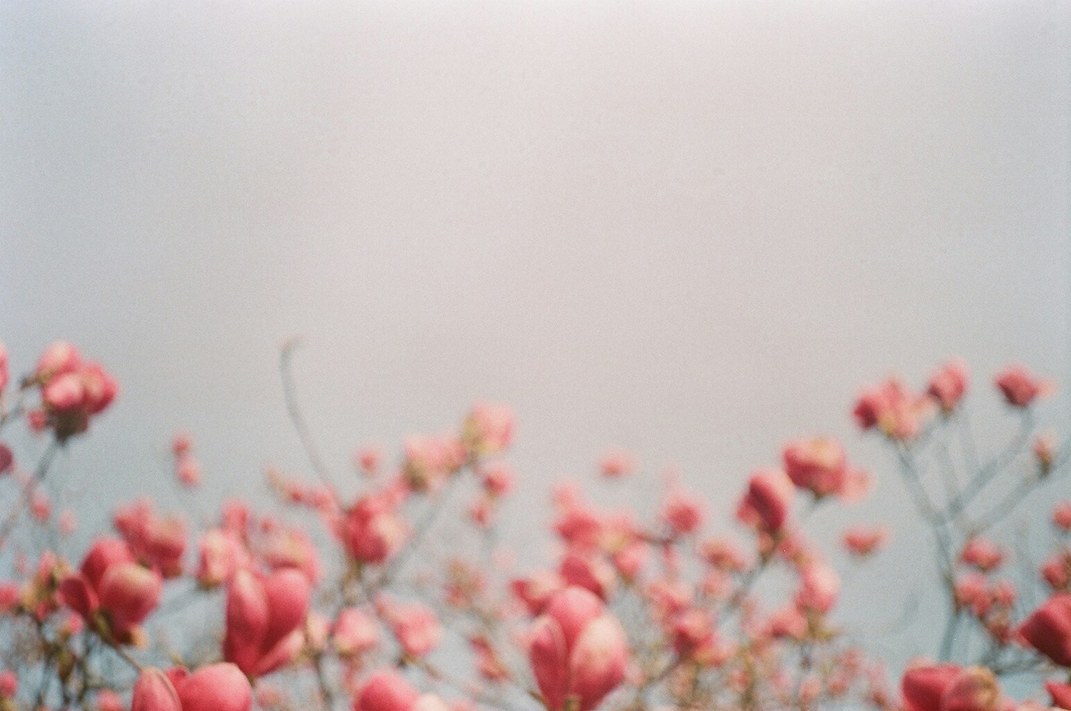 Image featuring pink flowers against a soft background