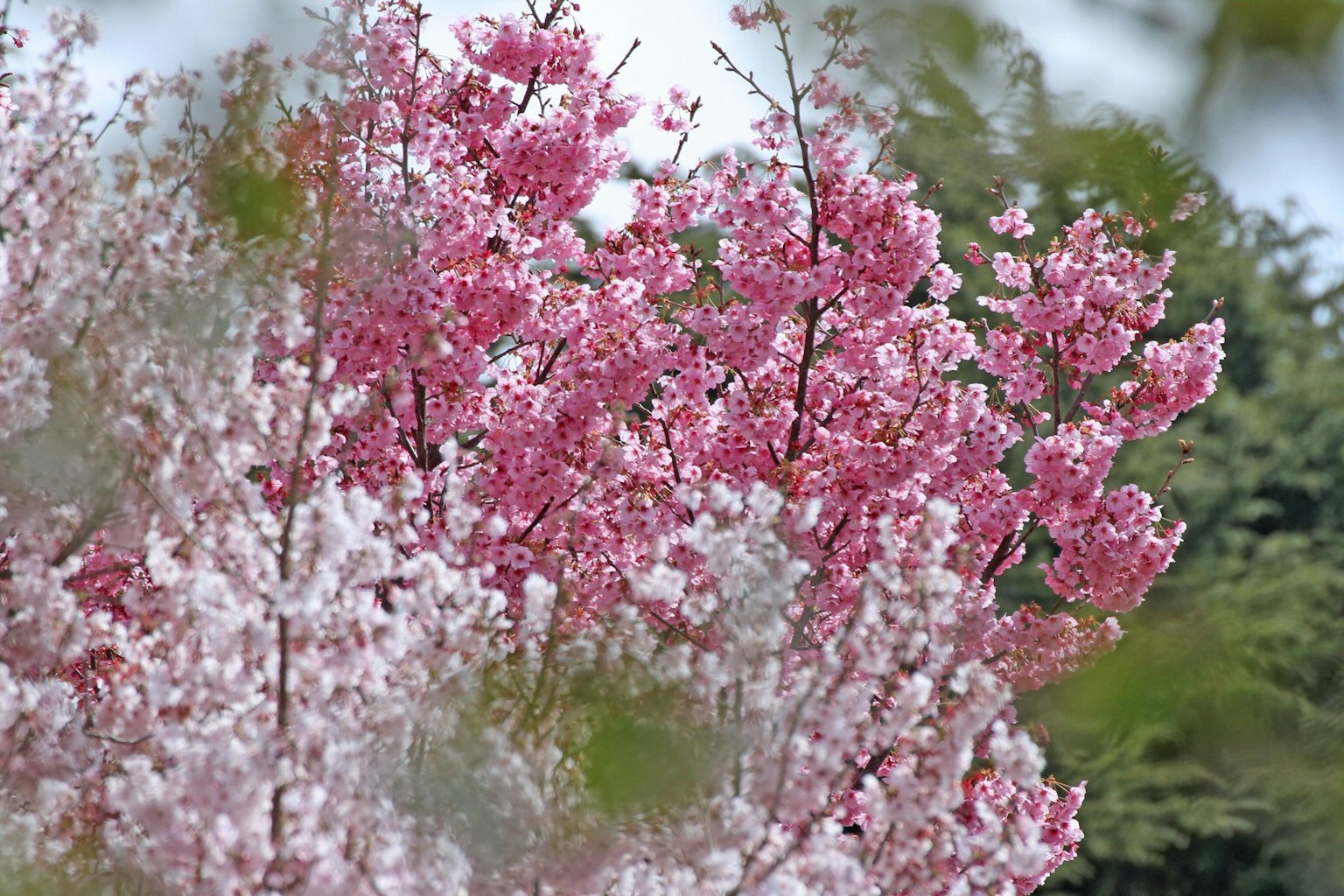 Alberi di ciliegio in fiore con fiori rosa