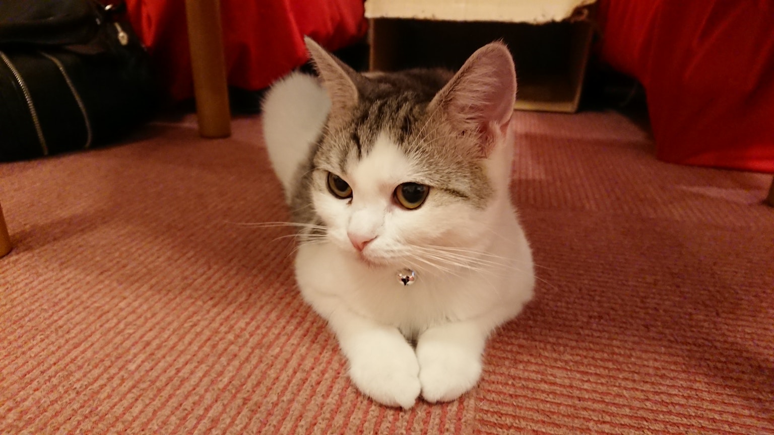 Un chat blanc et gris se détendant sur un fond rouge