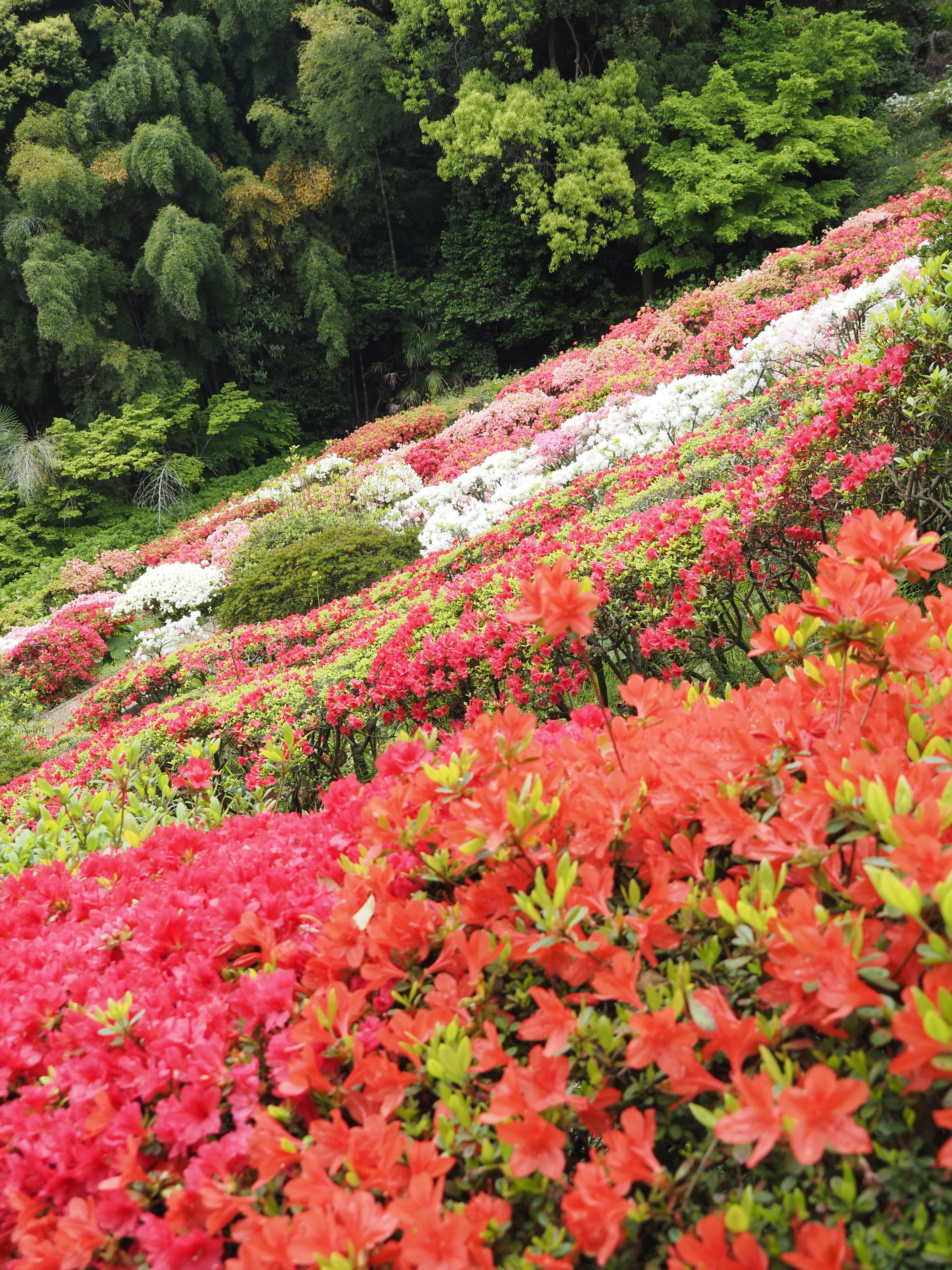 色とりどりのつつじが咲く斜面の花壇