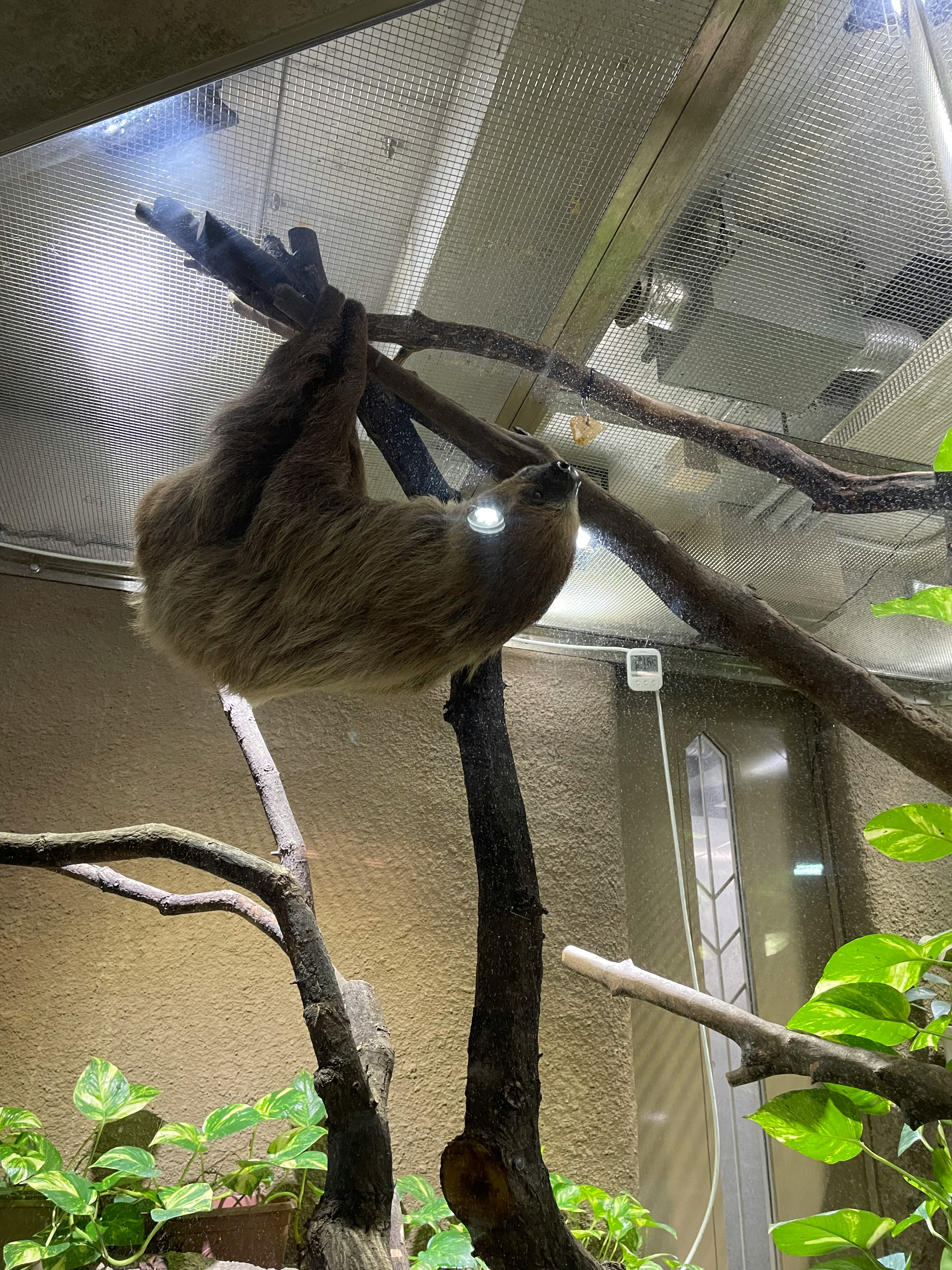 sloth perched on branches indoors