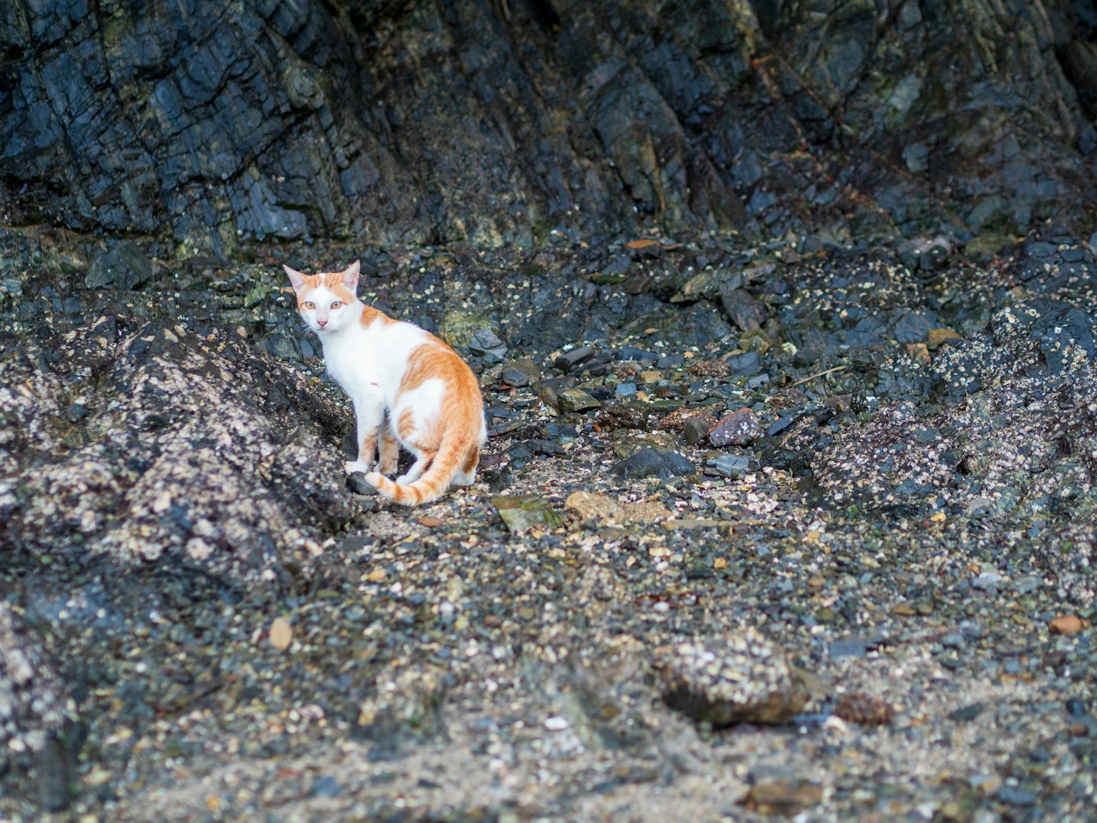 Kucing jingga dan putih duduk di antara batu-batu