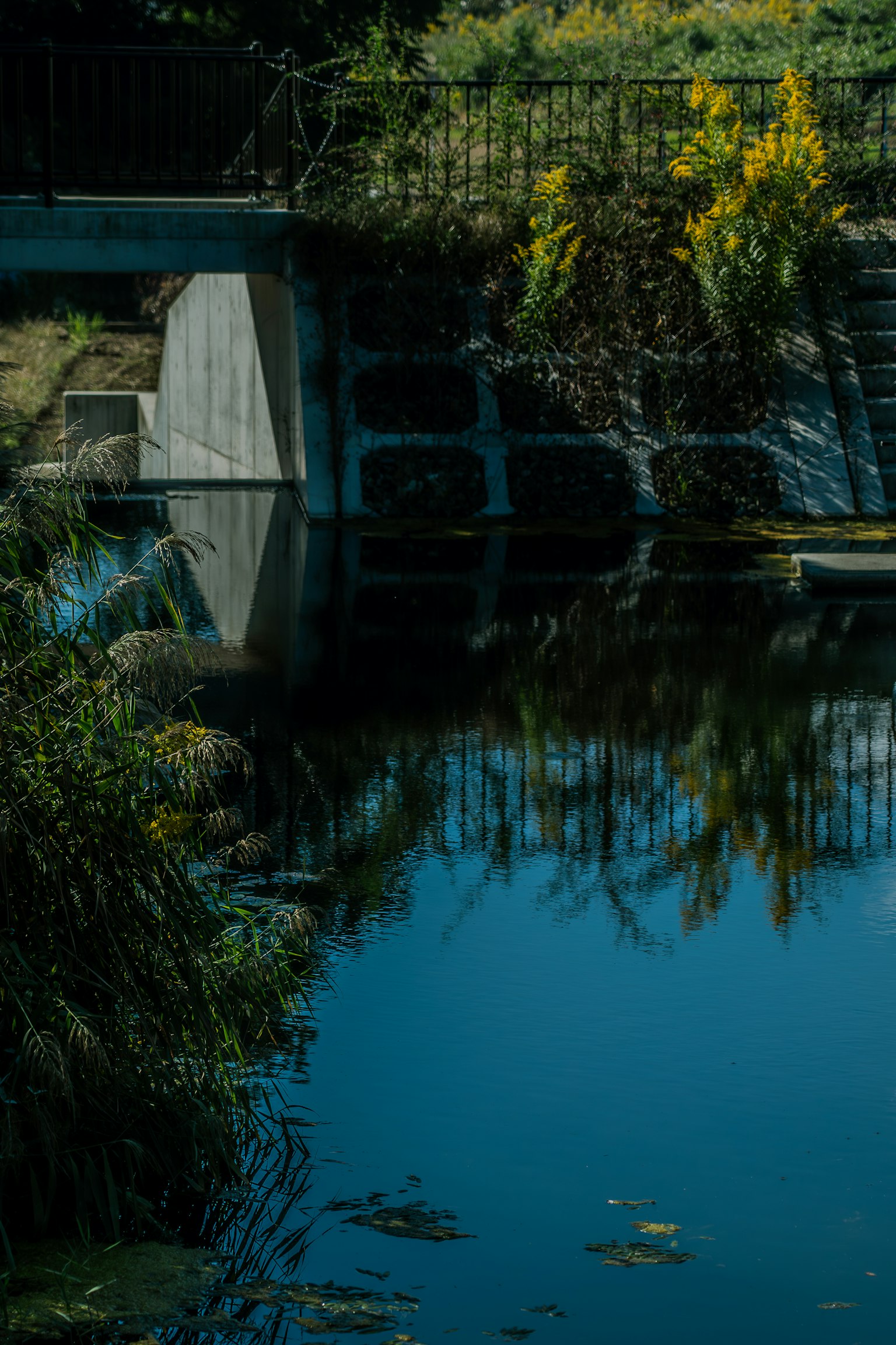 Reflejo de un puente de concreto en el agua tranquila de un estanque rodeado de vegetación