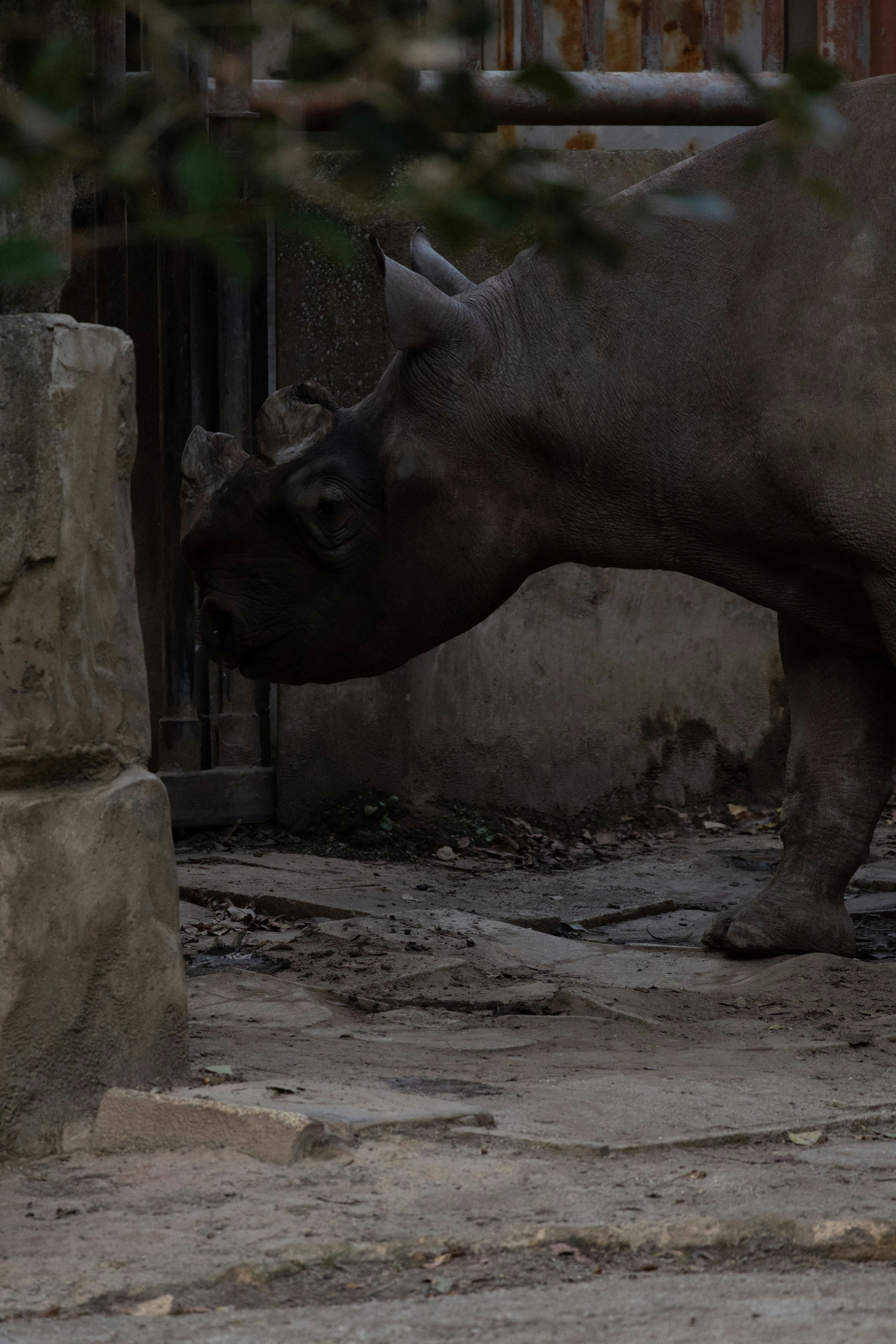 動物園の囲いの中で横たわるサイの姿