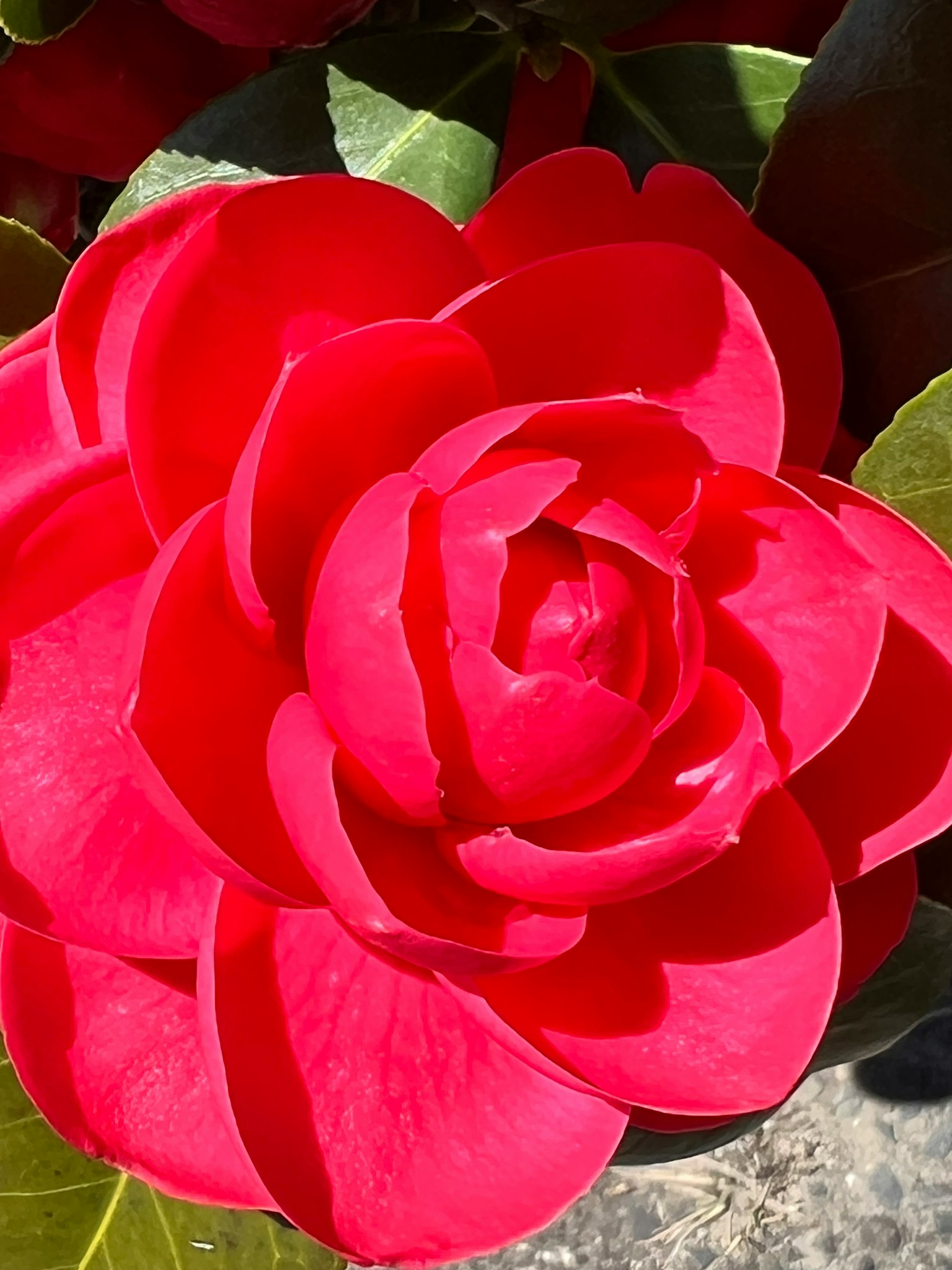 Nahaufnahme einer lebhaften roten Kamelienblüte