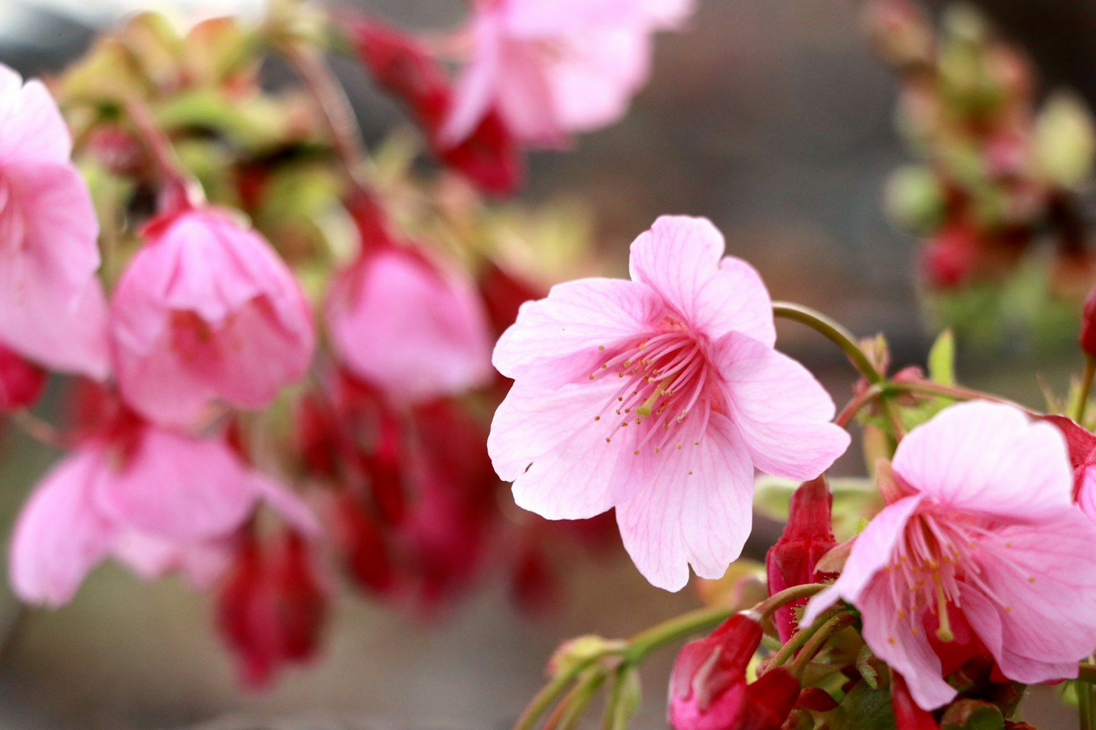 Fiori di ciliegio in fiore con petali rosa