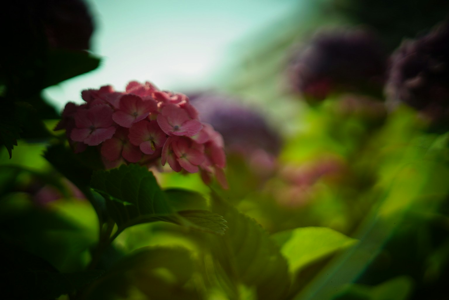 Flor de hortensia rosa vibrante rodeada de hojas verdes exuberantes y un fondo suave