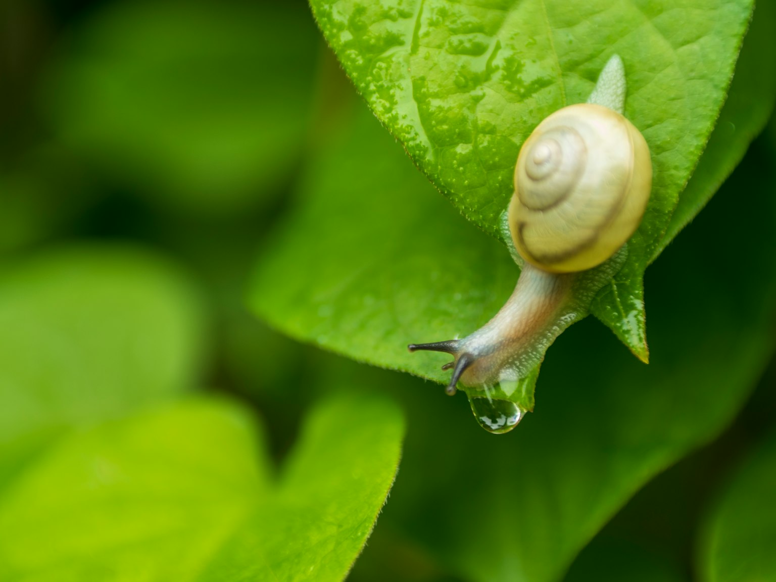 Eine kleine weiße Schnecke auf einem grünen Blatt mit einem Wassertropfen
