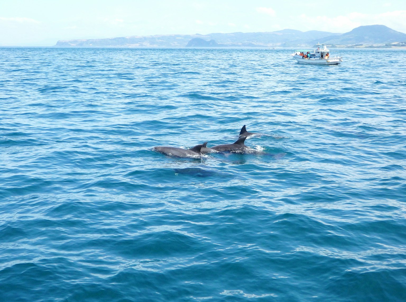 Dauphins nageant dans l'océan avec un petit bateau en arrière-plan