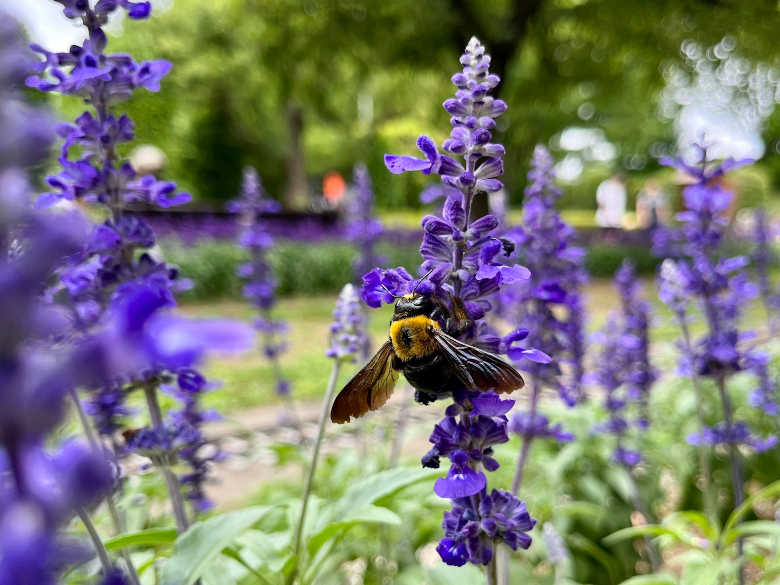 Nahaufnahme einer Biene auf lila Blumen