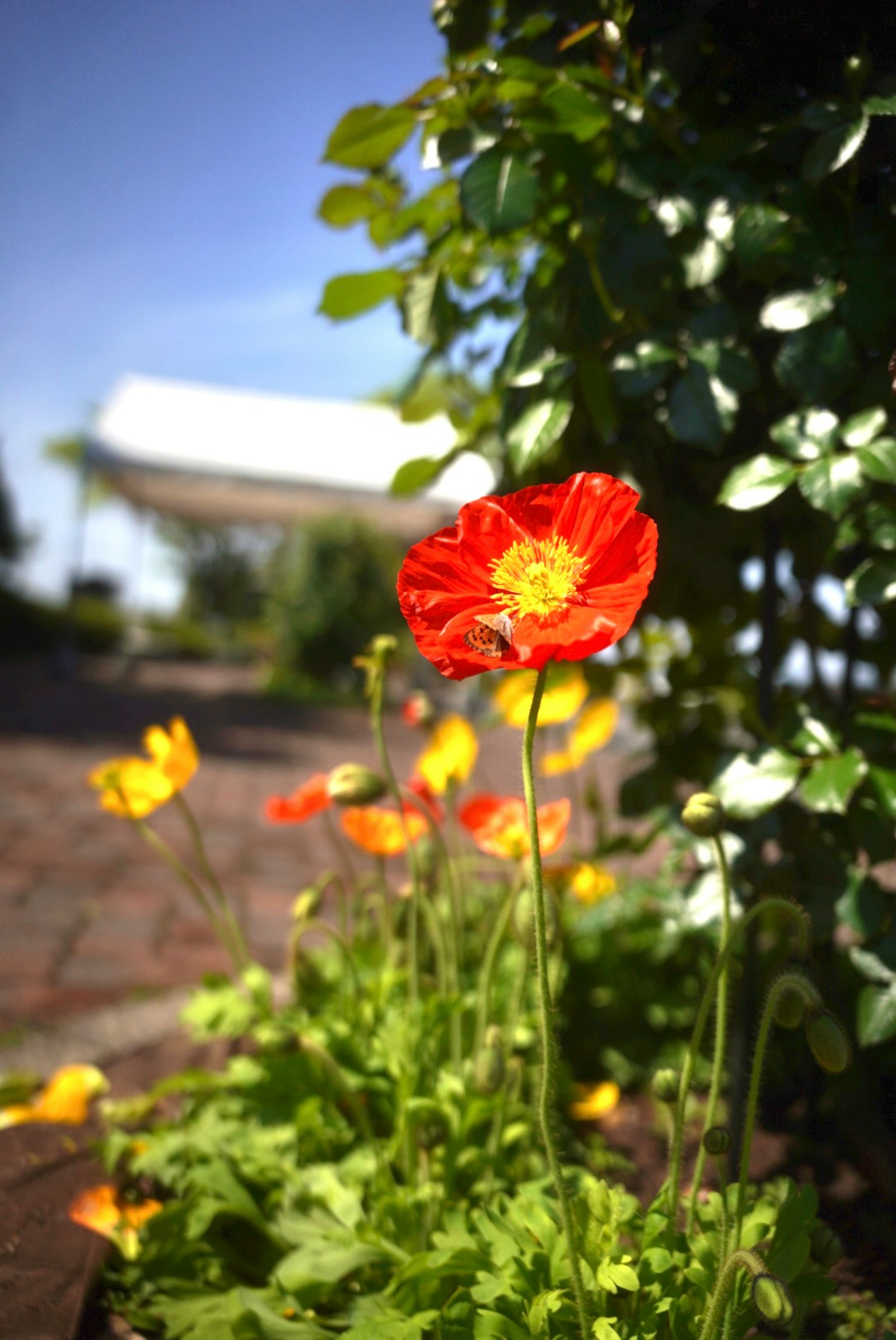 Eine Gartenszene mit leuchtend roten Blumen und üppigem grünem Laub