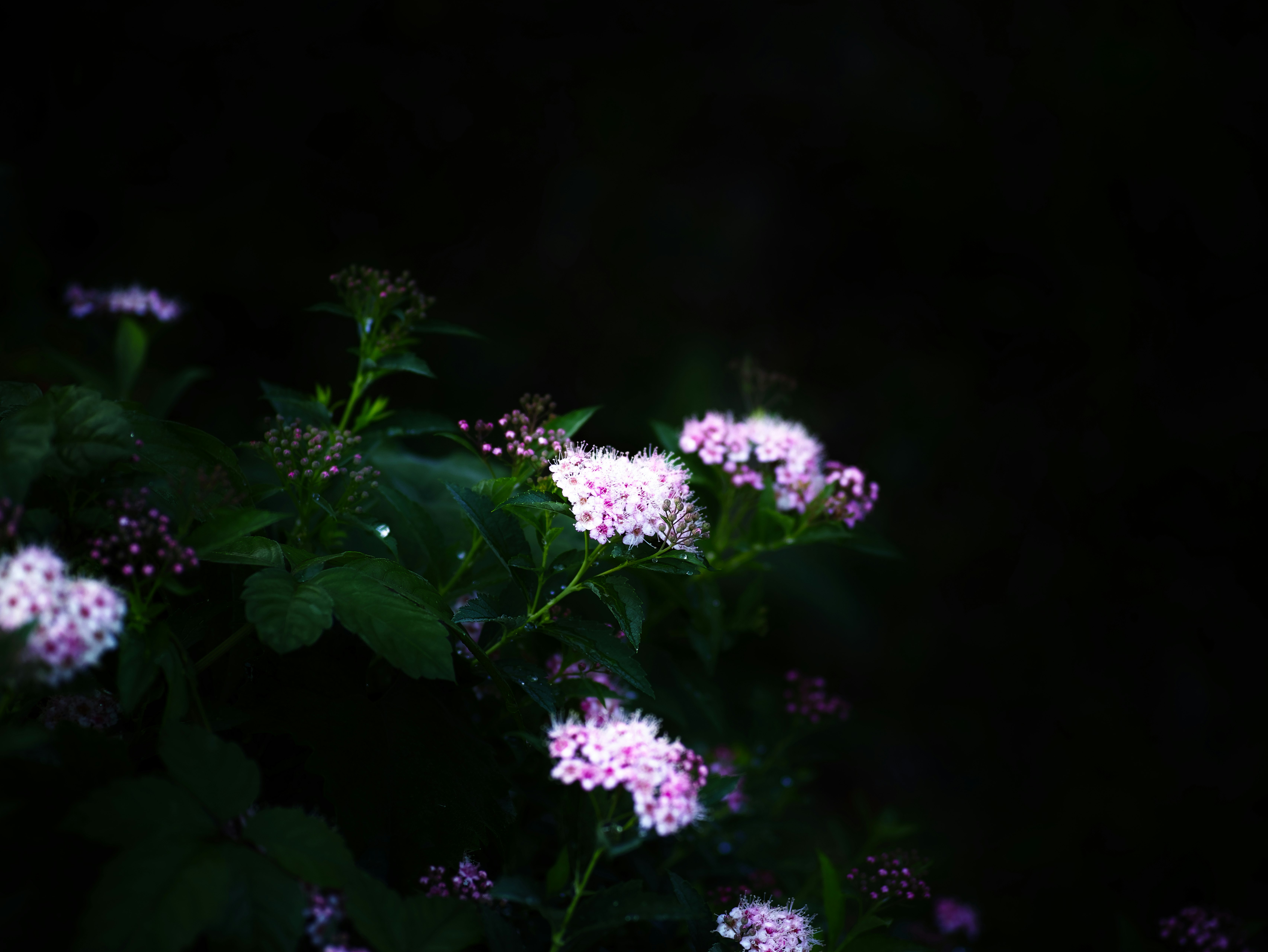 暗い背景に咲く小さな花のクラスター