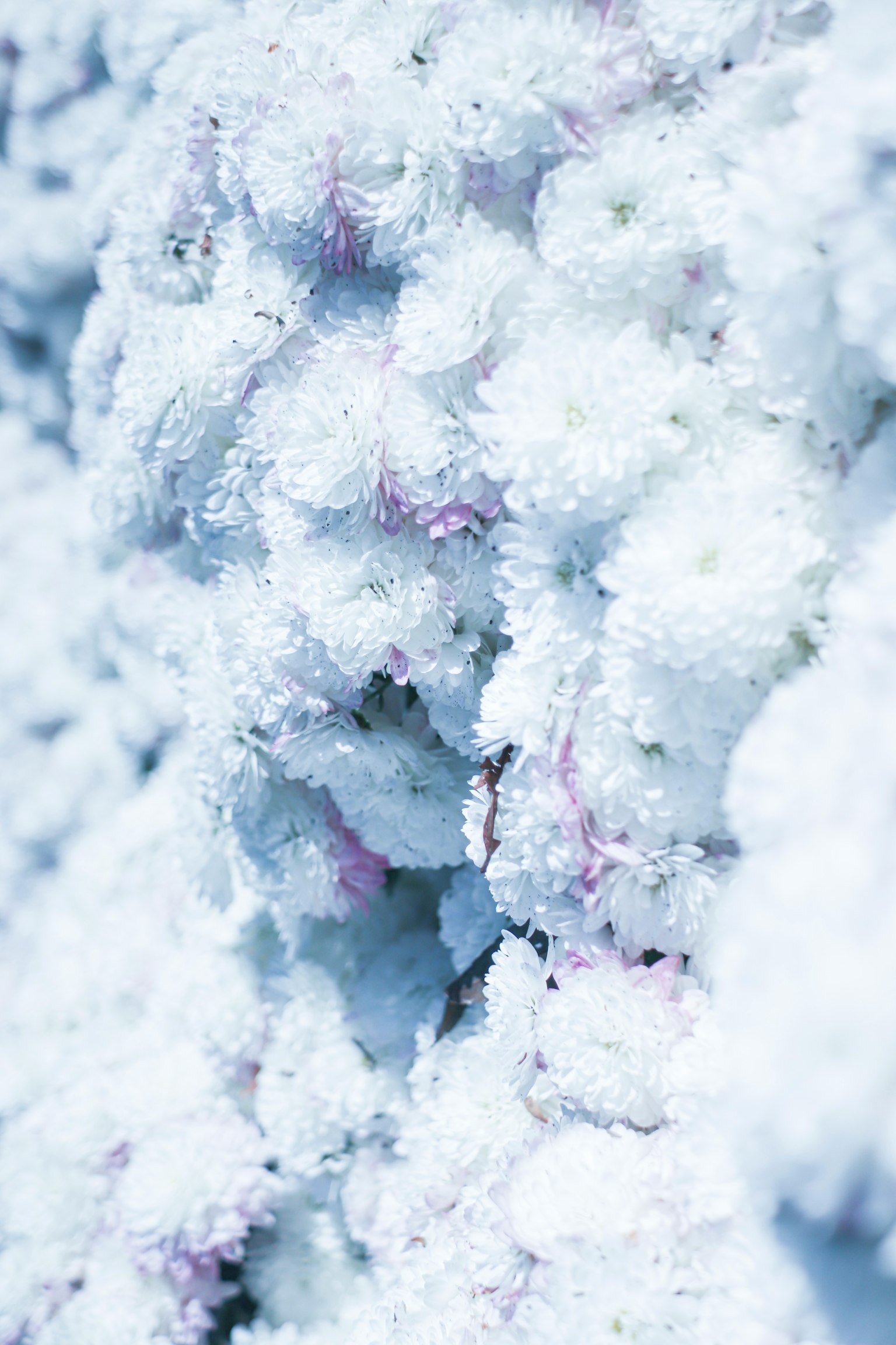 Acercamiento de flores blancas con una textura suave