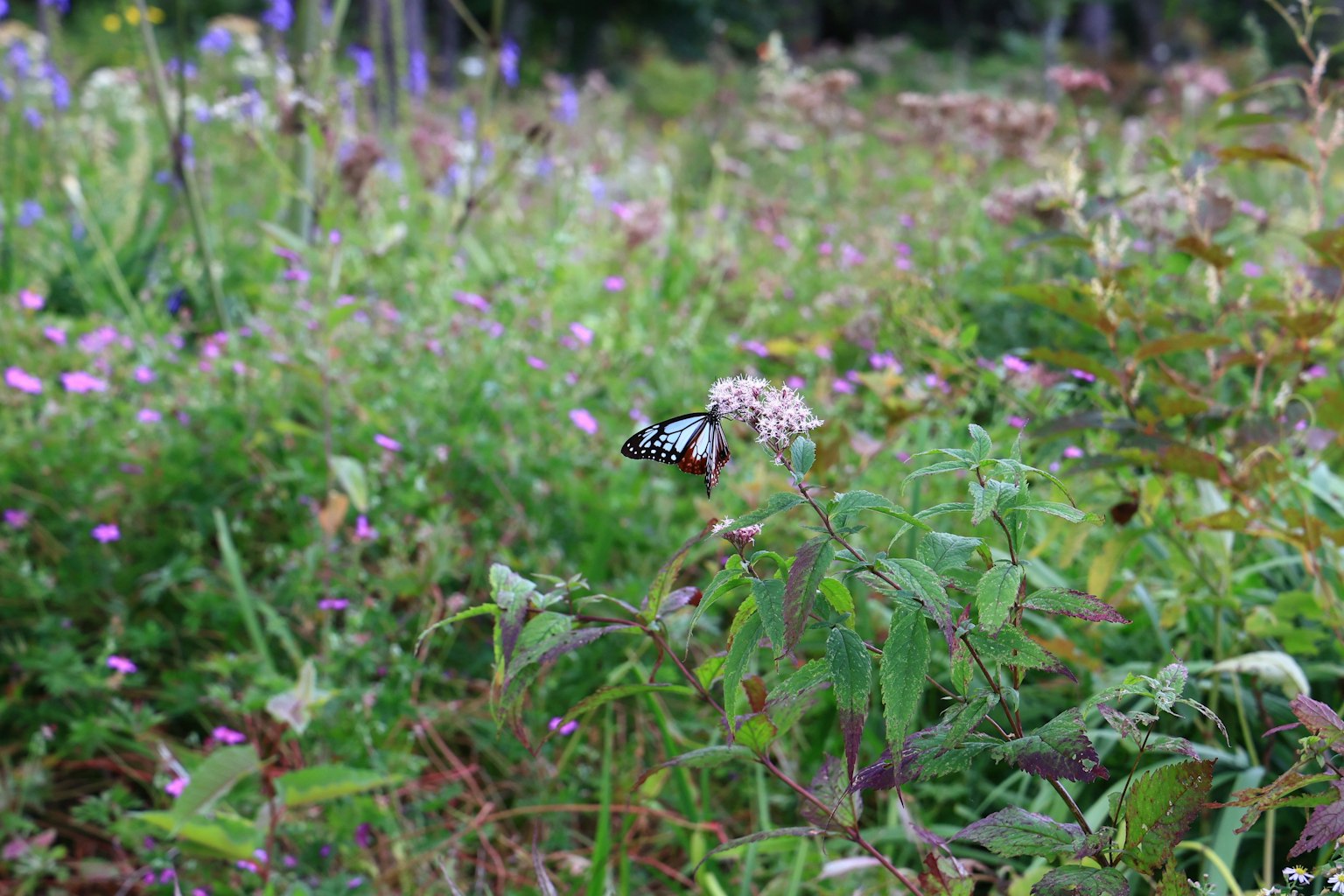 Ein Schmetterling schwebt zwischen bunten Wildblumen
