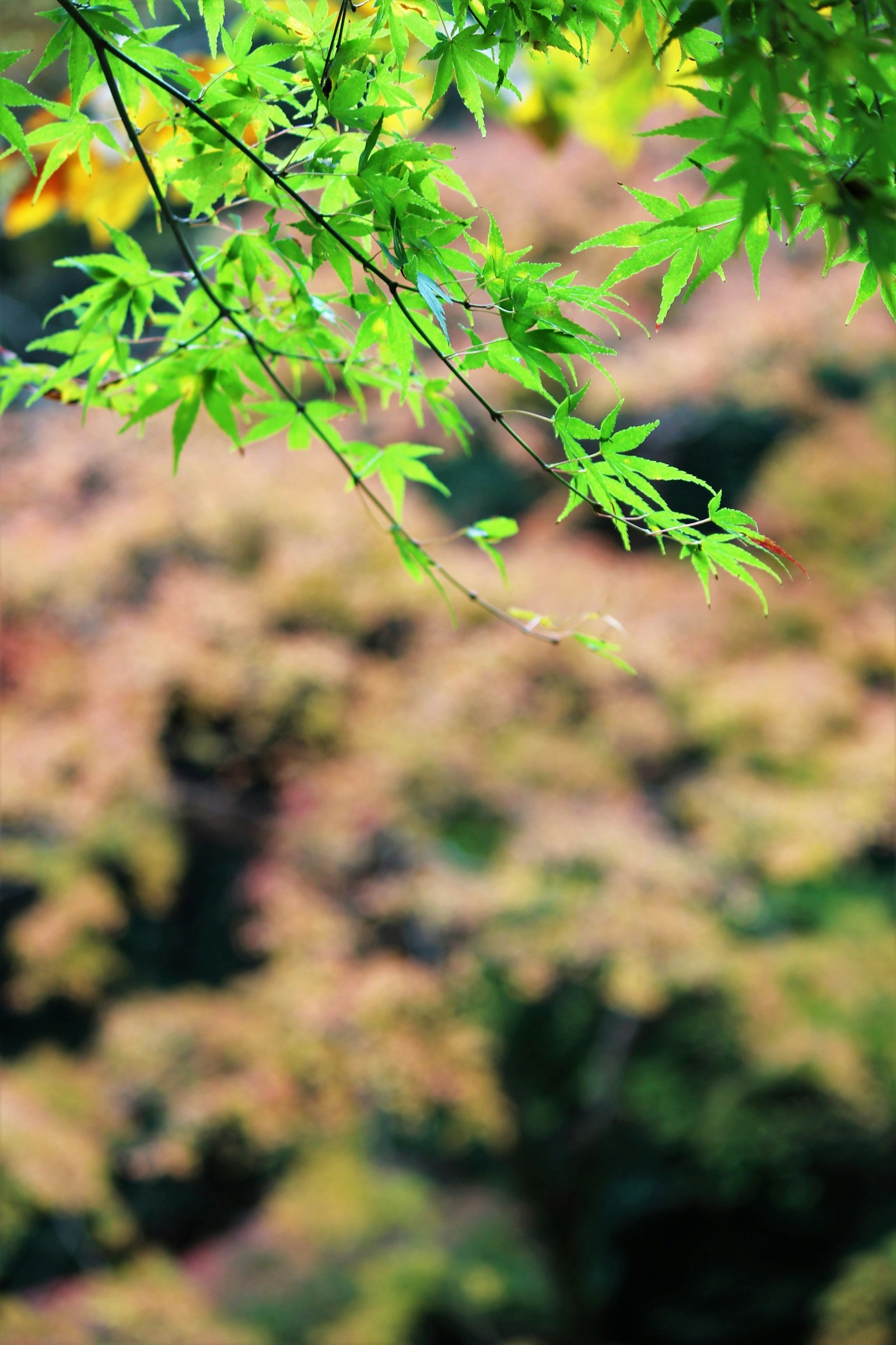鲜艳的绿叶与模糊的秋色树木背景