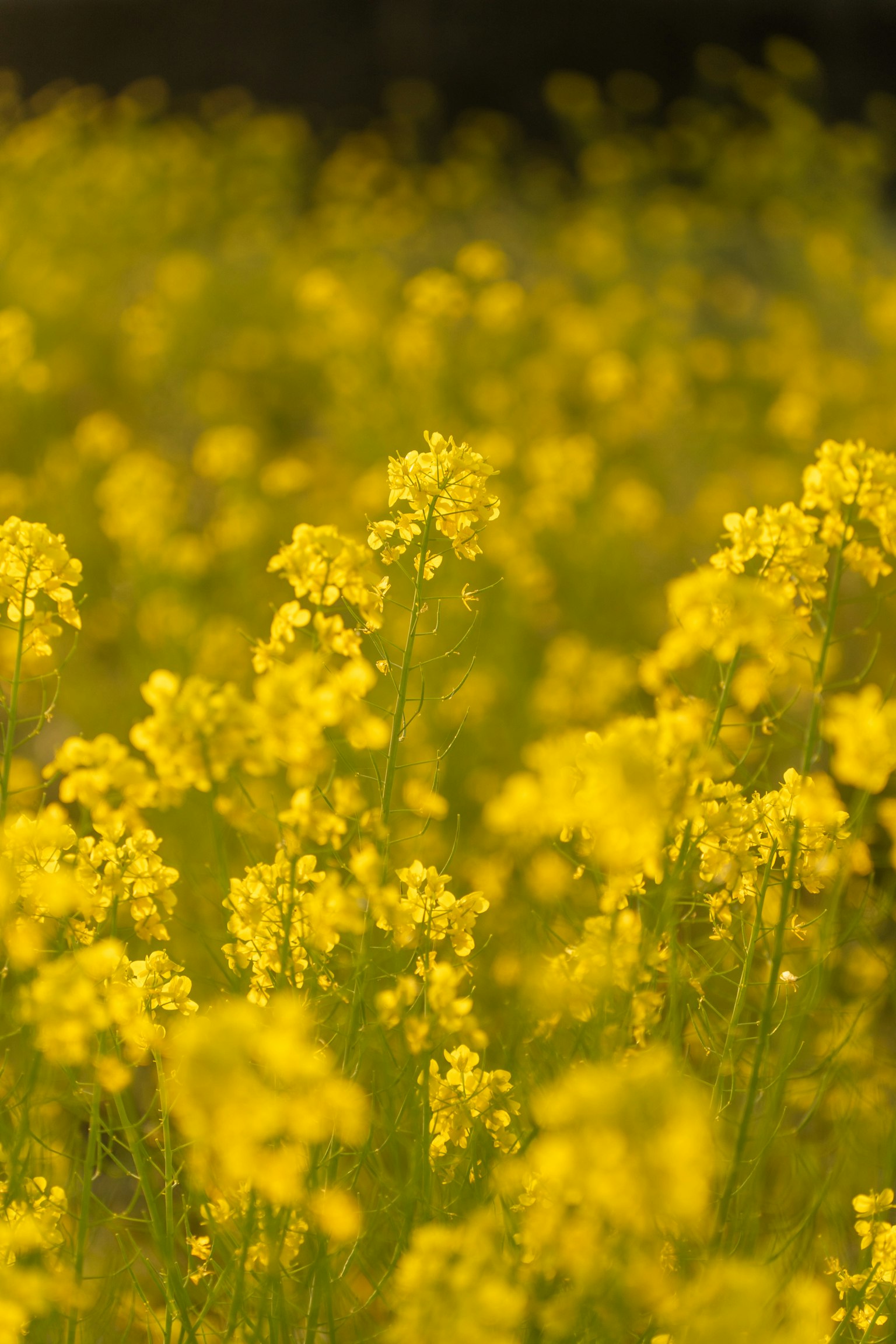 Close-up of a field of bright yellow canola flowers