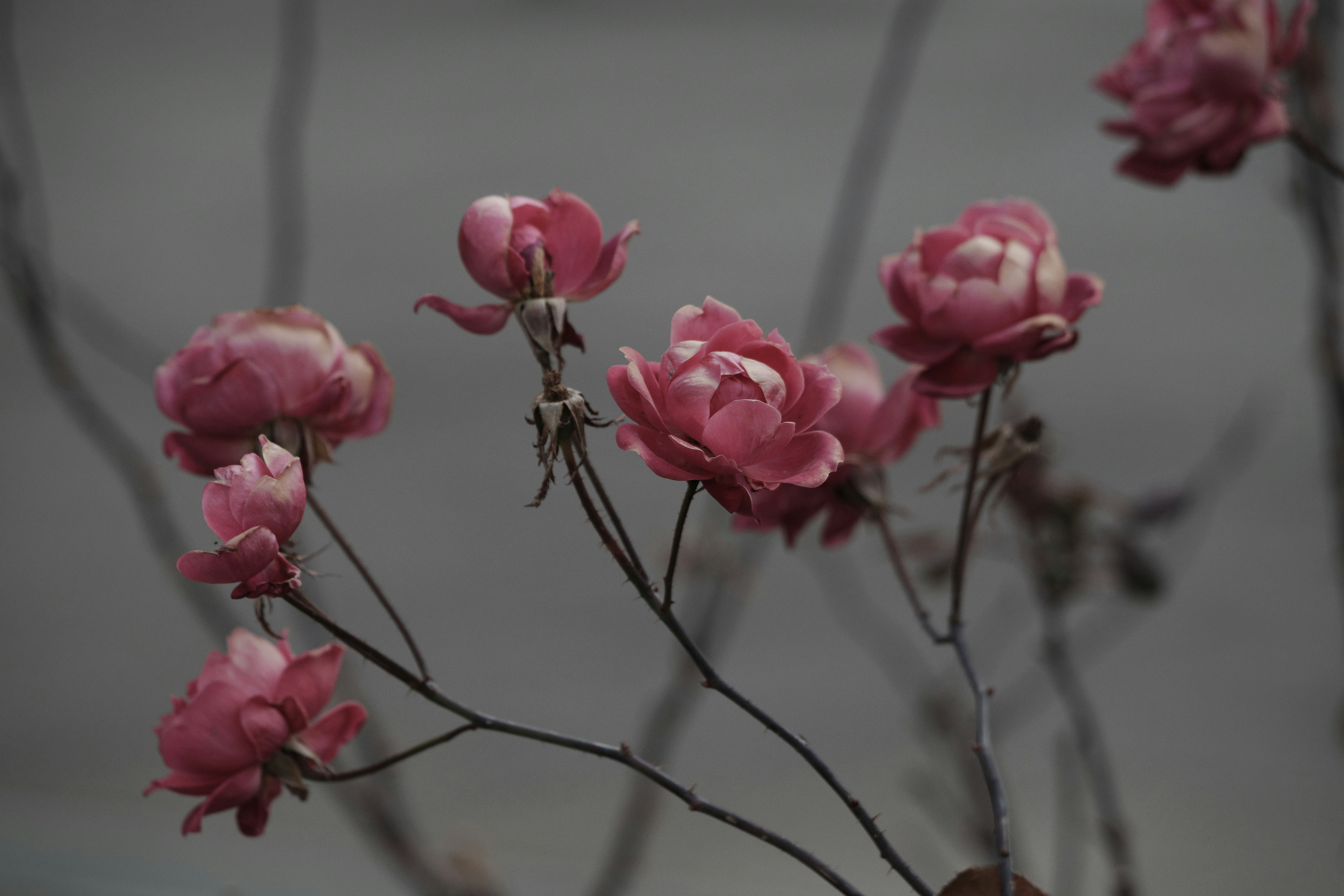 枝に咲くピンクのバラの花
