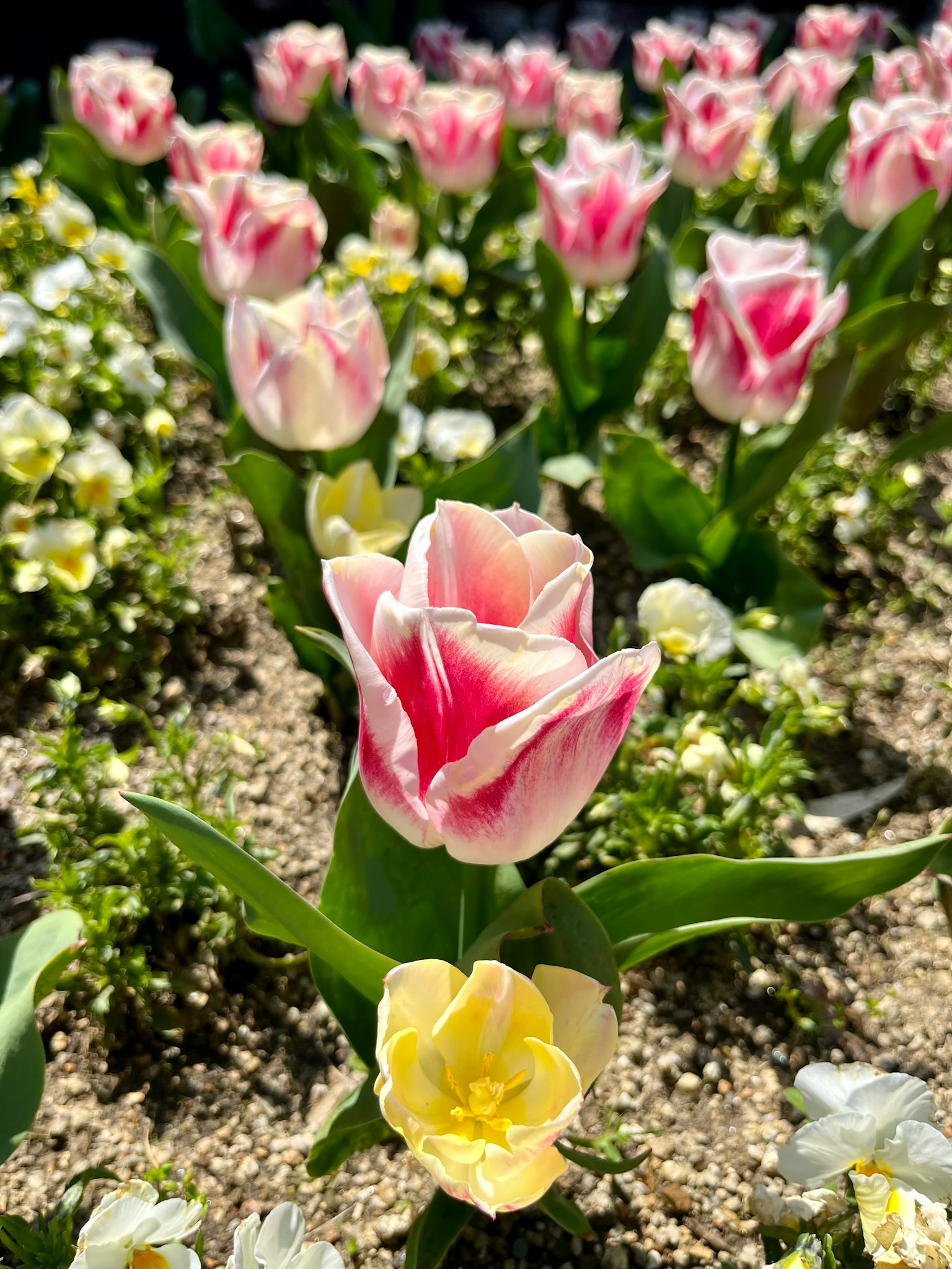 Pemandangan taman dengan tulip merah muda dan putih serta bunga kuning