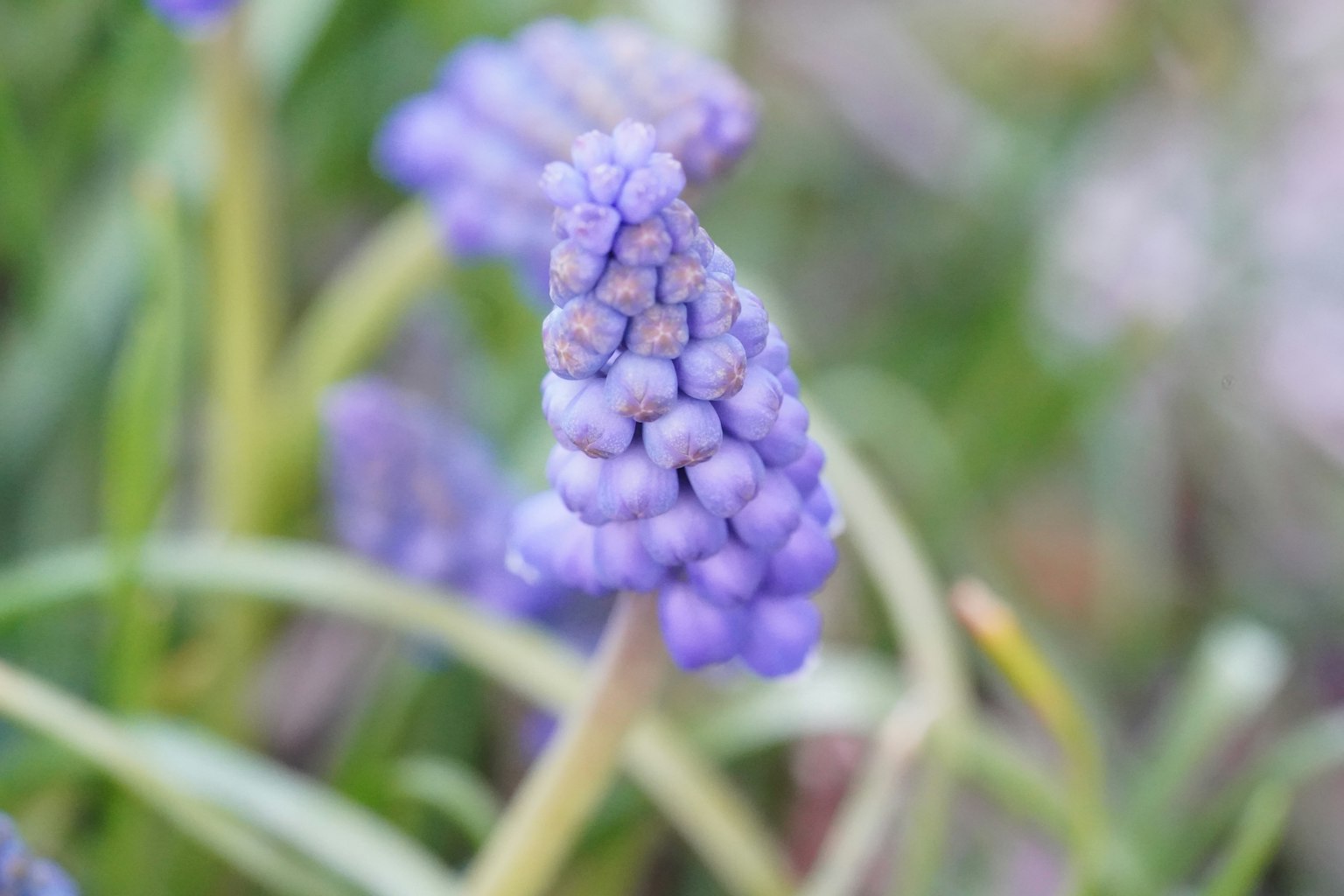 Foto ravvicinata di una pianta coprente viola