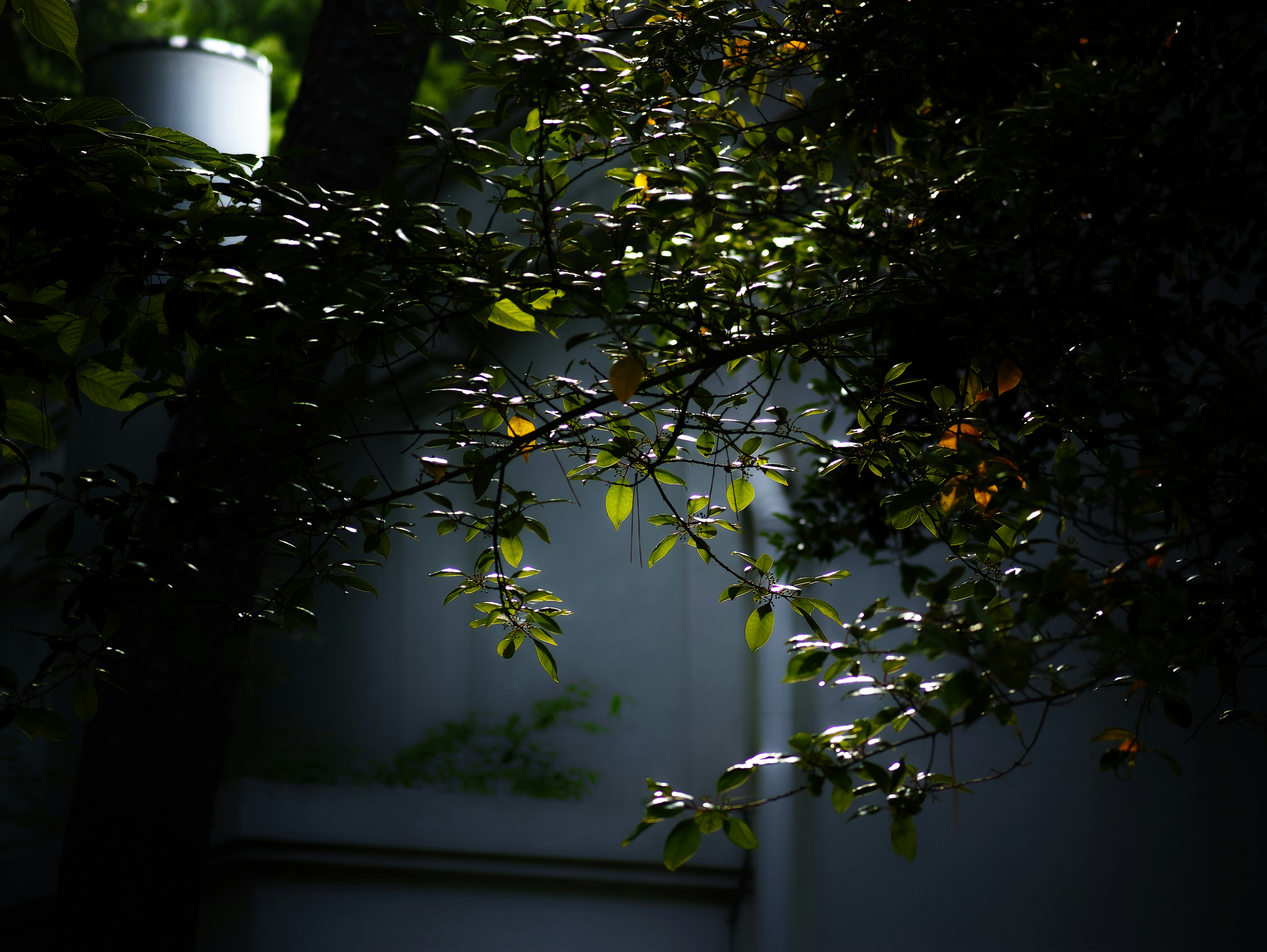 木々の葉が壁面の光を遮る中庭のような風景