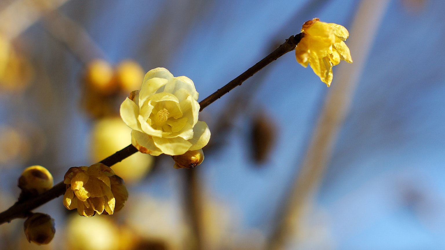 Nahaufnahme eines Zweigs mit gelben Blumen vor blauem Himmel