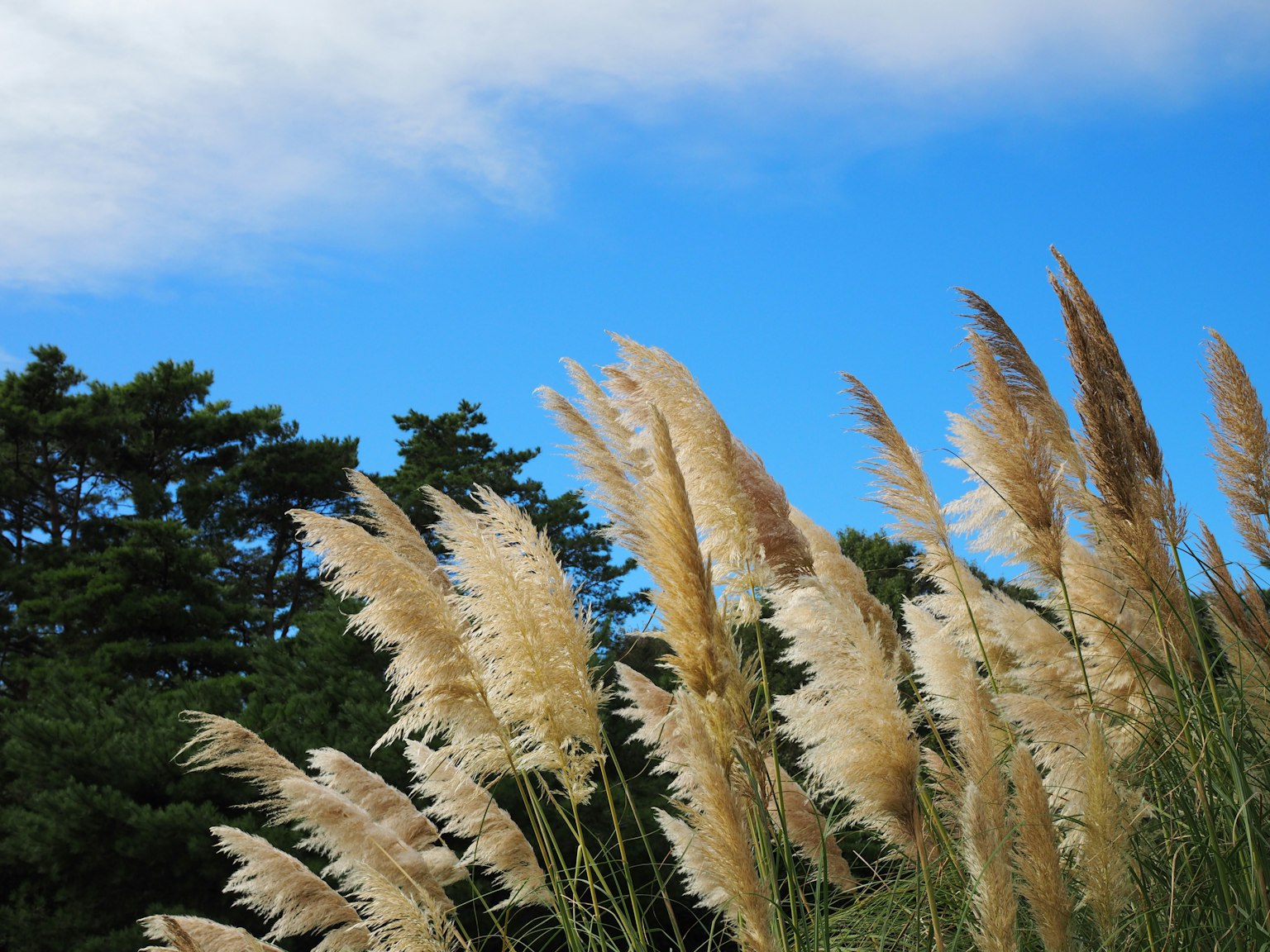 Pampas grass swaying under a blue sky