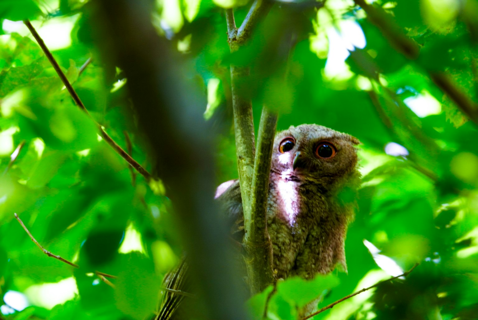 Hibou perché sur un arbre entouré de feuilles vertes