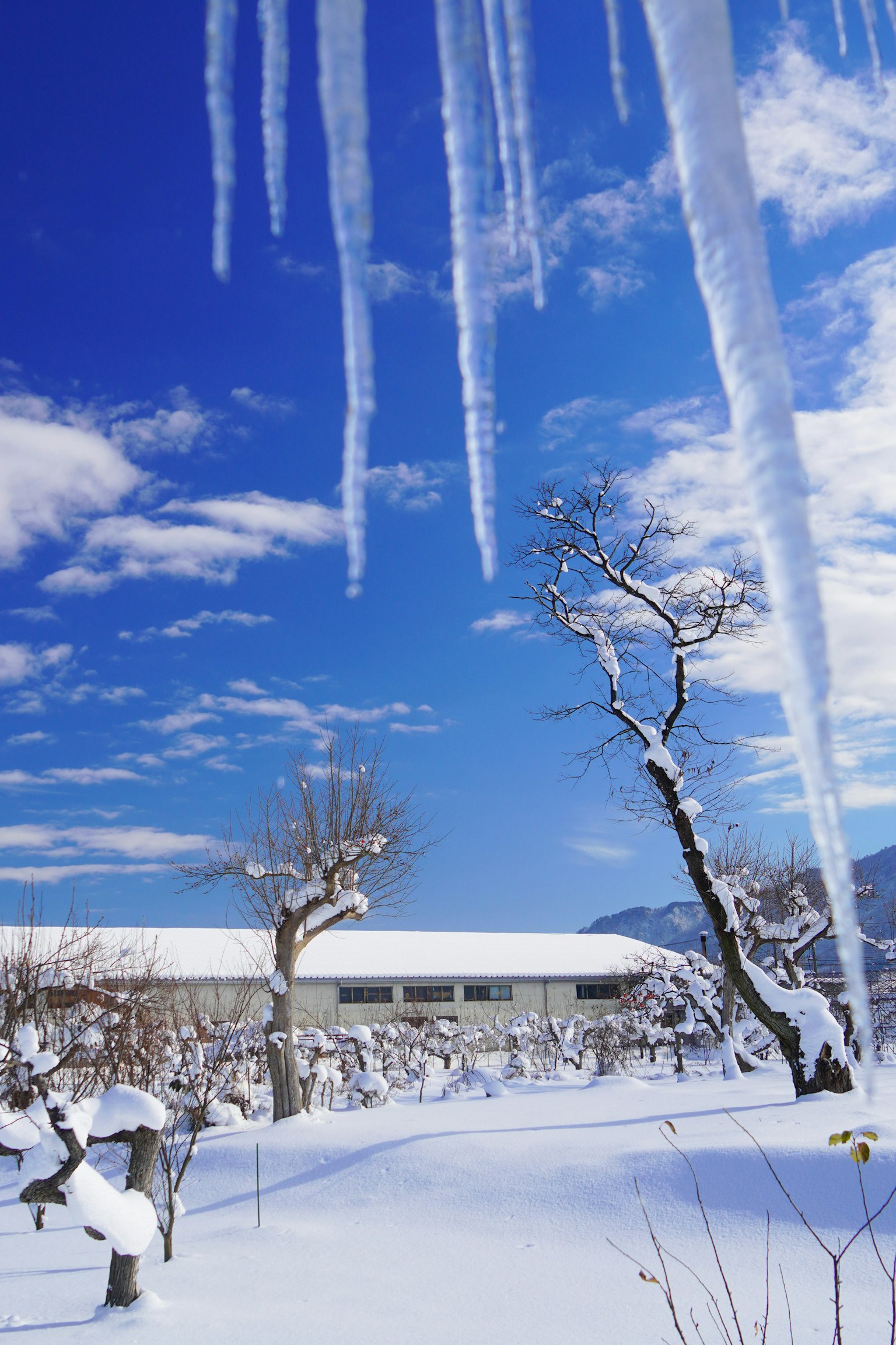 被雪覆蓋的風景和懸掛在藍天下的冰柱
