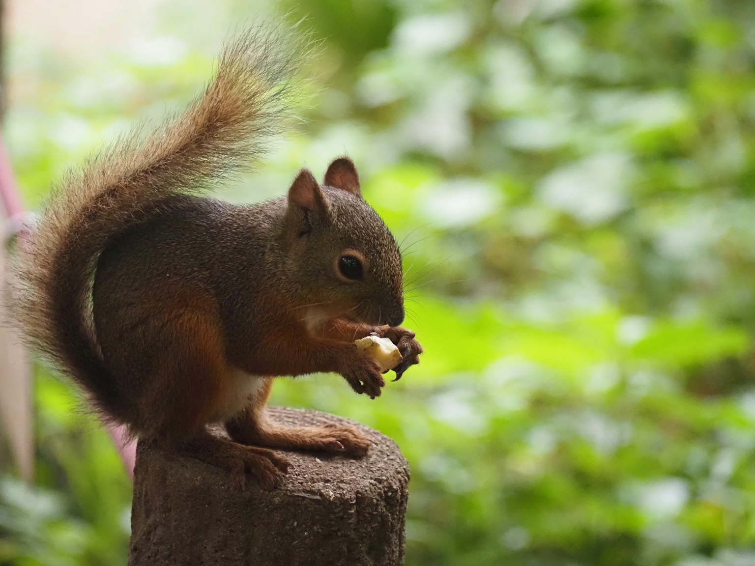Seekor tupai duduk di atas kayu memegang makanan