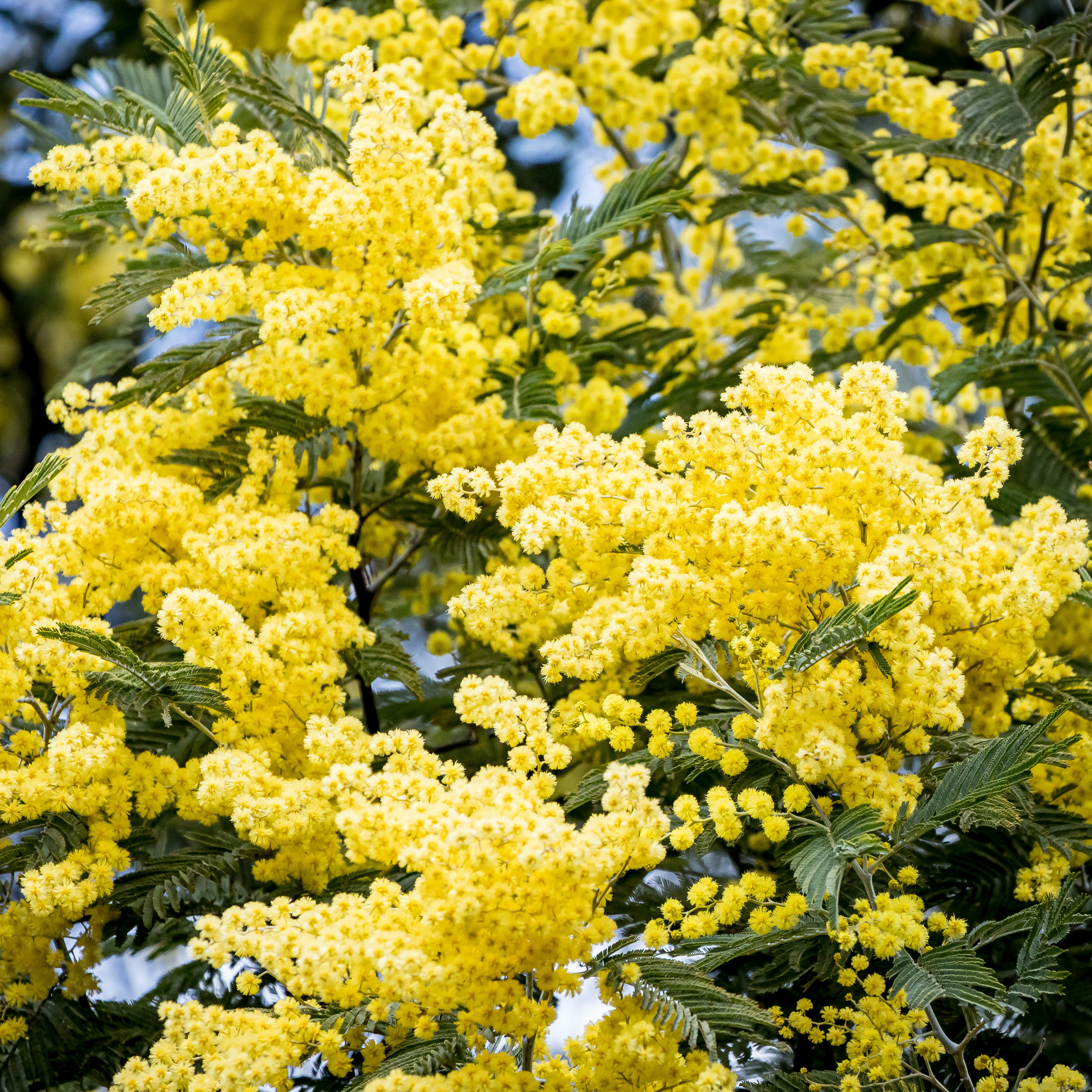 黄色いミモザの花が咲き誇る枝先